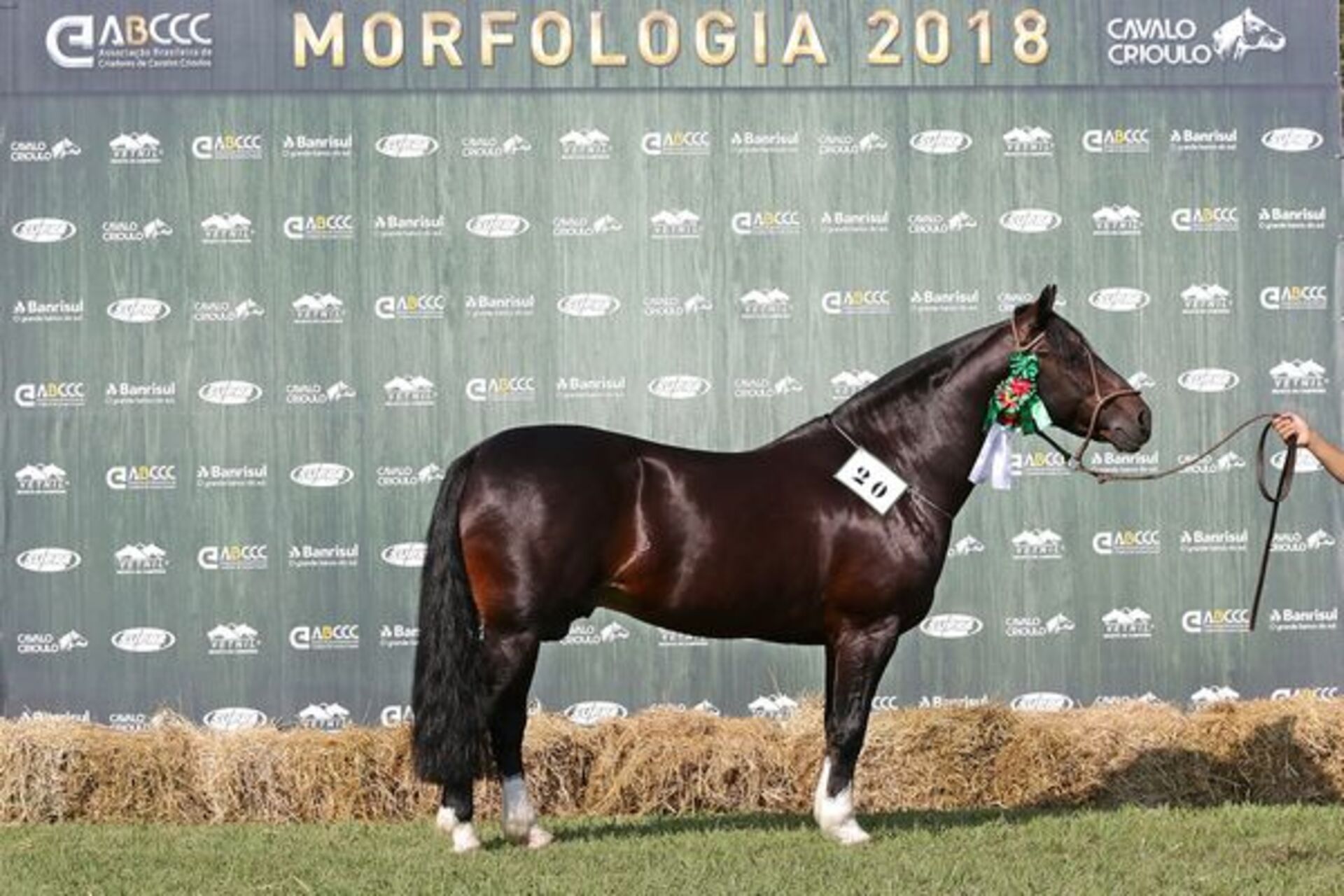 Grande Campeão e Melhor Exemplar da Raça, Dom Juan de São Pedro