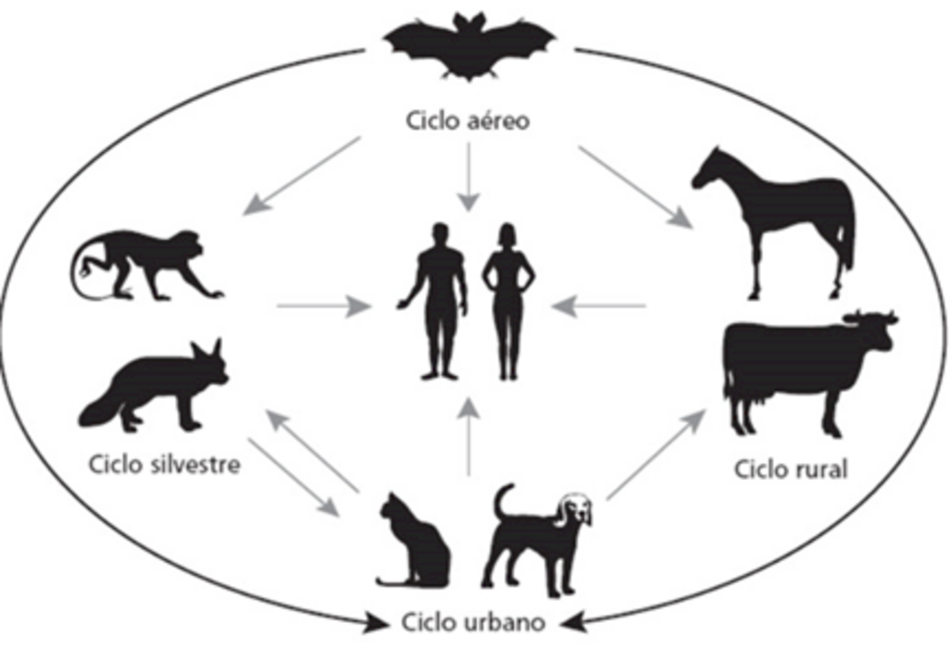 Há quatro ciclos de transmissão da raiva