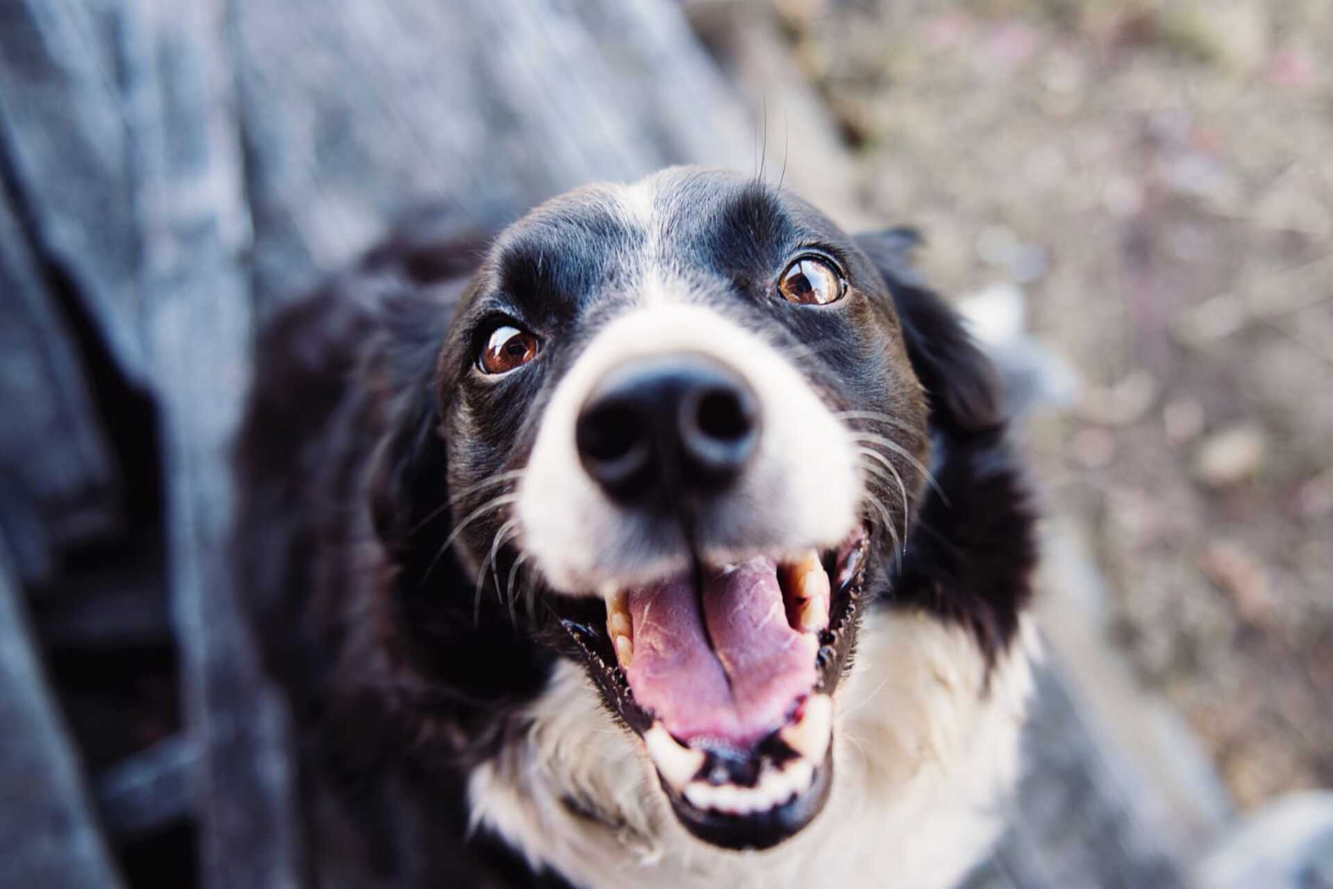 Os animais do Abrigo Municipal de Cães são vacinados, castrados e microchipados.