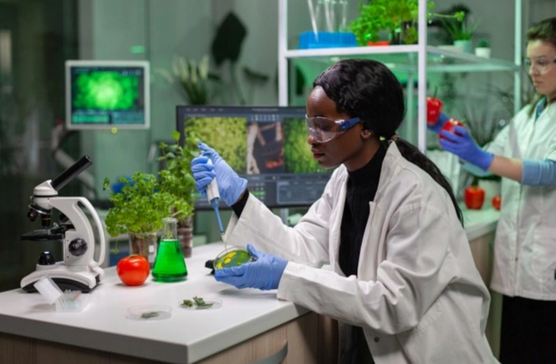 O plano deverá versar sobre o tema Adaptações moleculares de plantas a ambientes insulares