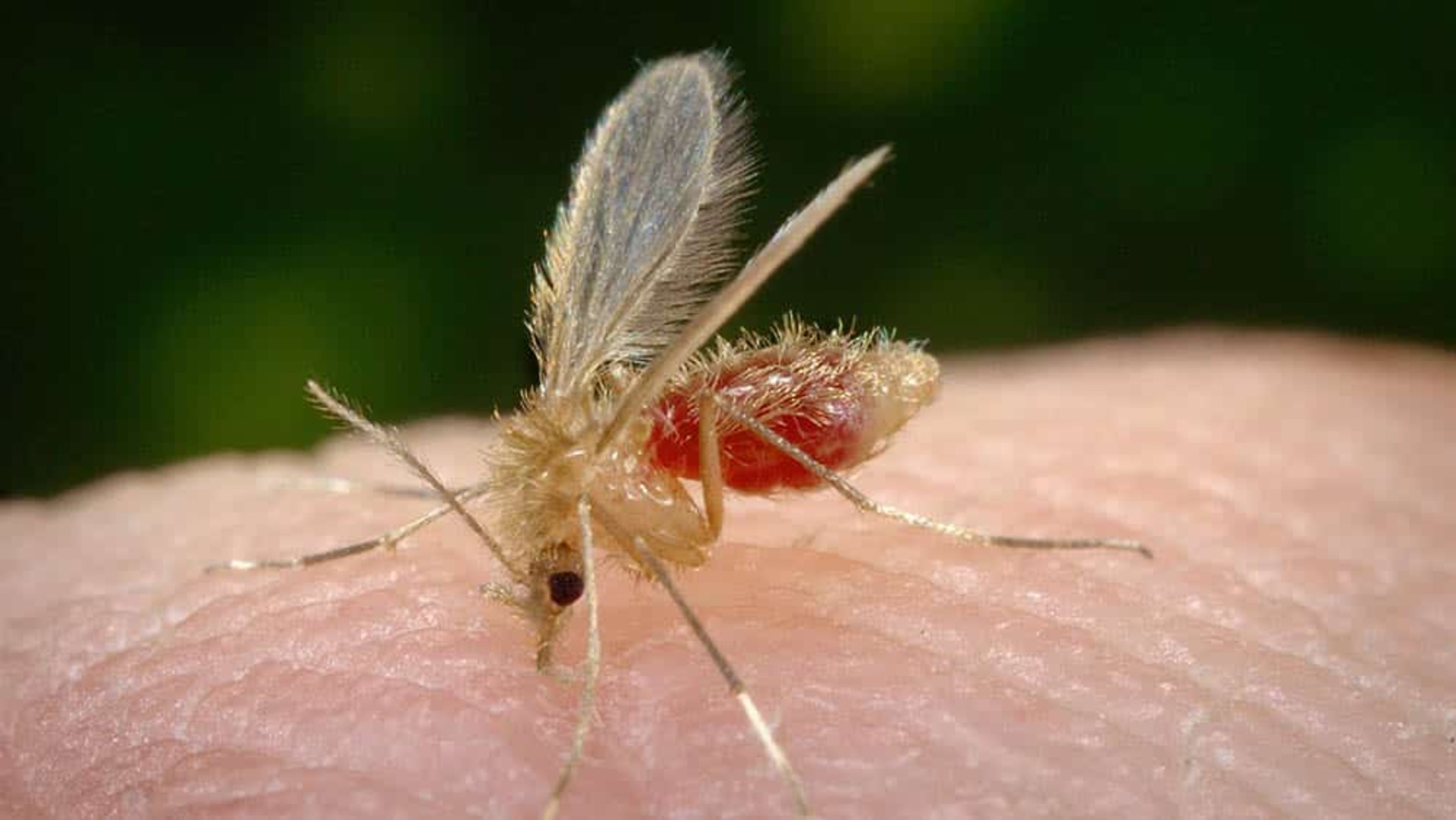De 2009 a 2022 foram testados 2.720 cães no município, através de demanda espontânea da população.