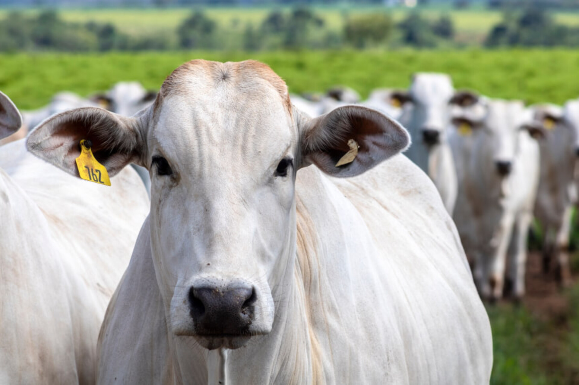 Além da China, Jordânia, Tailândia e Irã suspenderam as importações. Já a Rússia impôs restrições à carne paraense.