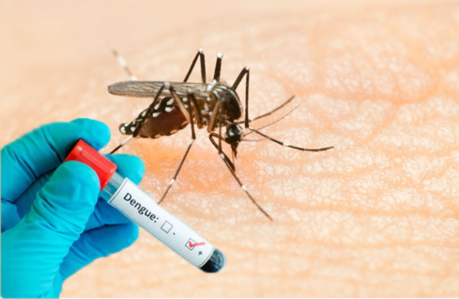 Os teste são feitos exclusivamente em pacientes que apresentam sintomas característicos com a dengue.