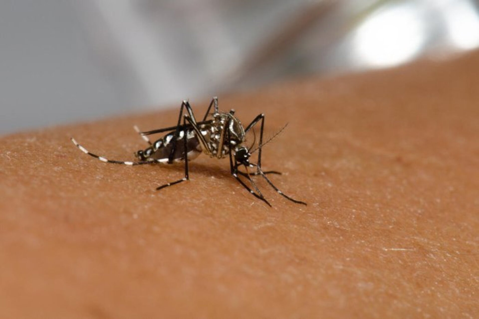 Os dados foram atualizados no último dia 27 pela Vigilância Epidemiológica.
