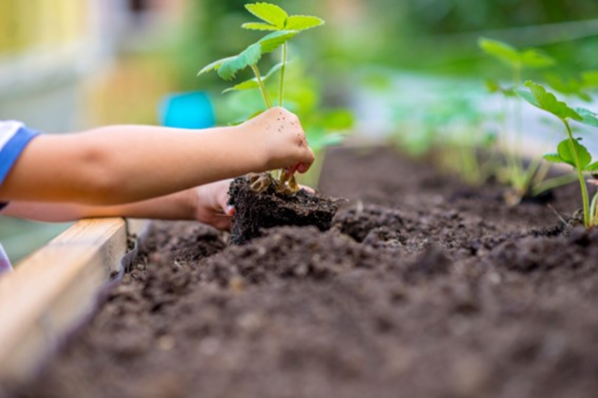 O projeto da Horta de temperos também incentivará o uso de compostagem orgânica.