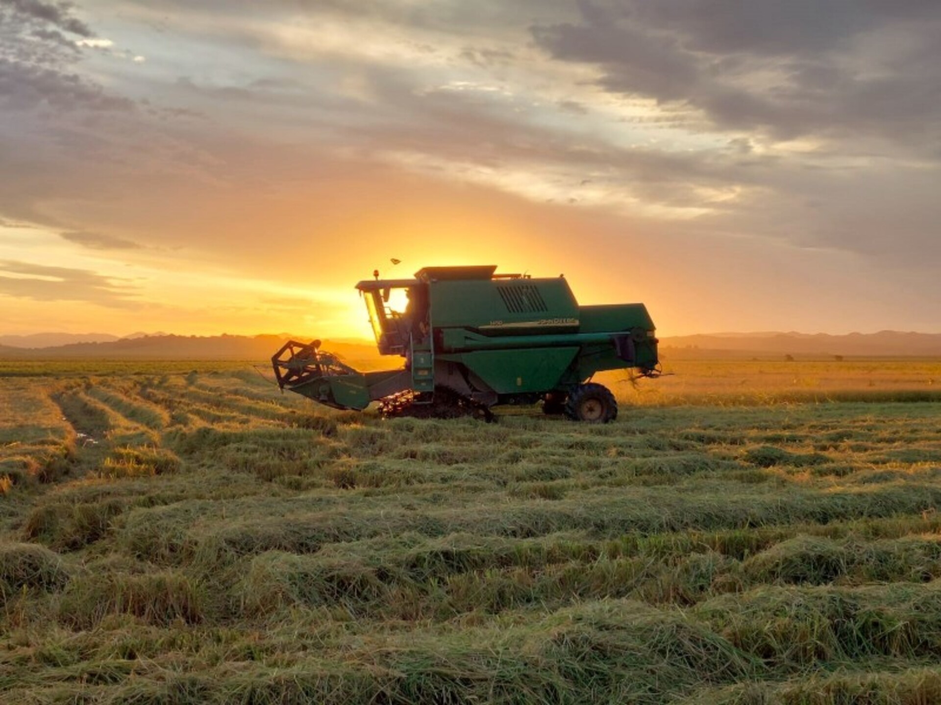 Primeira parcial aponta para 12% da área colhida de arroz no Rio Grande do Sul. Na fronteira oeste são quase 20% do total semeado.