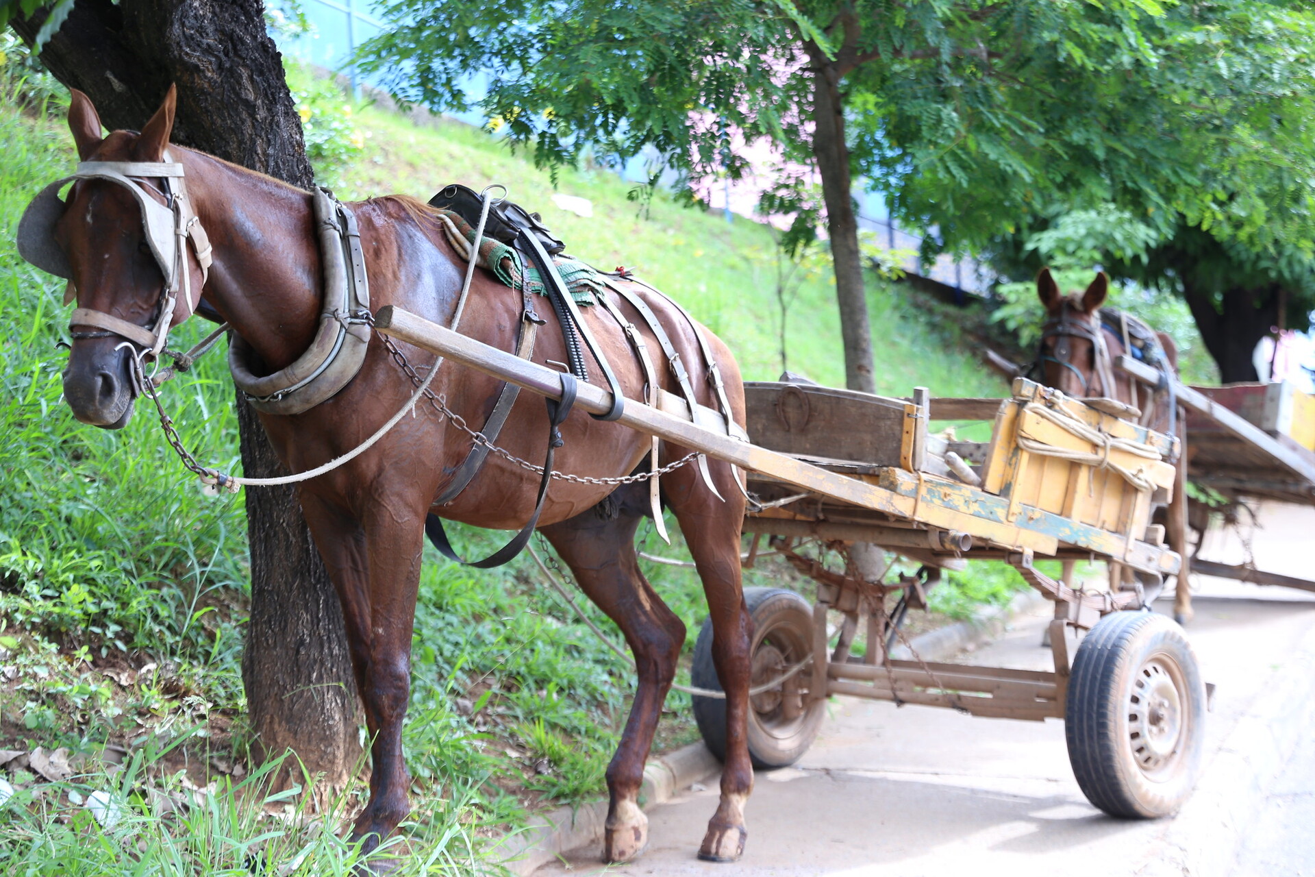 PL prevê que carroças sejam extintas da área urbana dentro de dois anos.