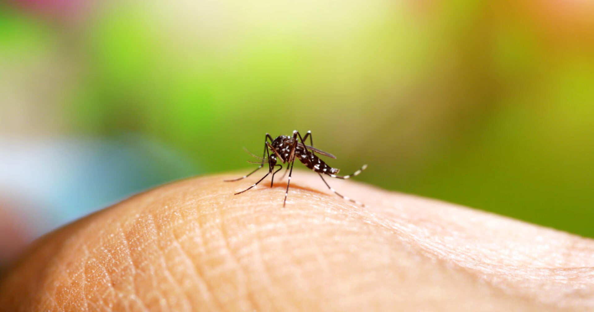 A principal forma de evitar a doença é a eliminação dos potenciais criadouros do Aedes aegypti.