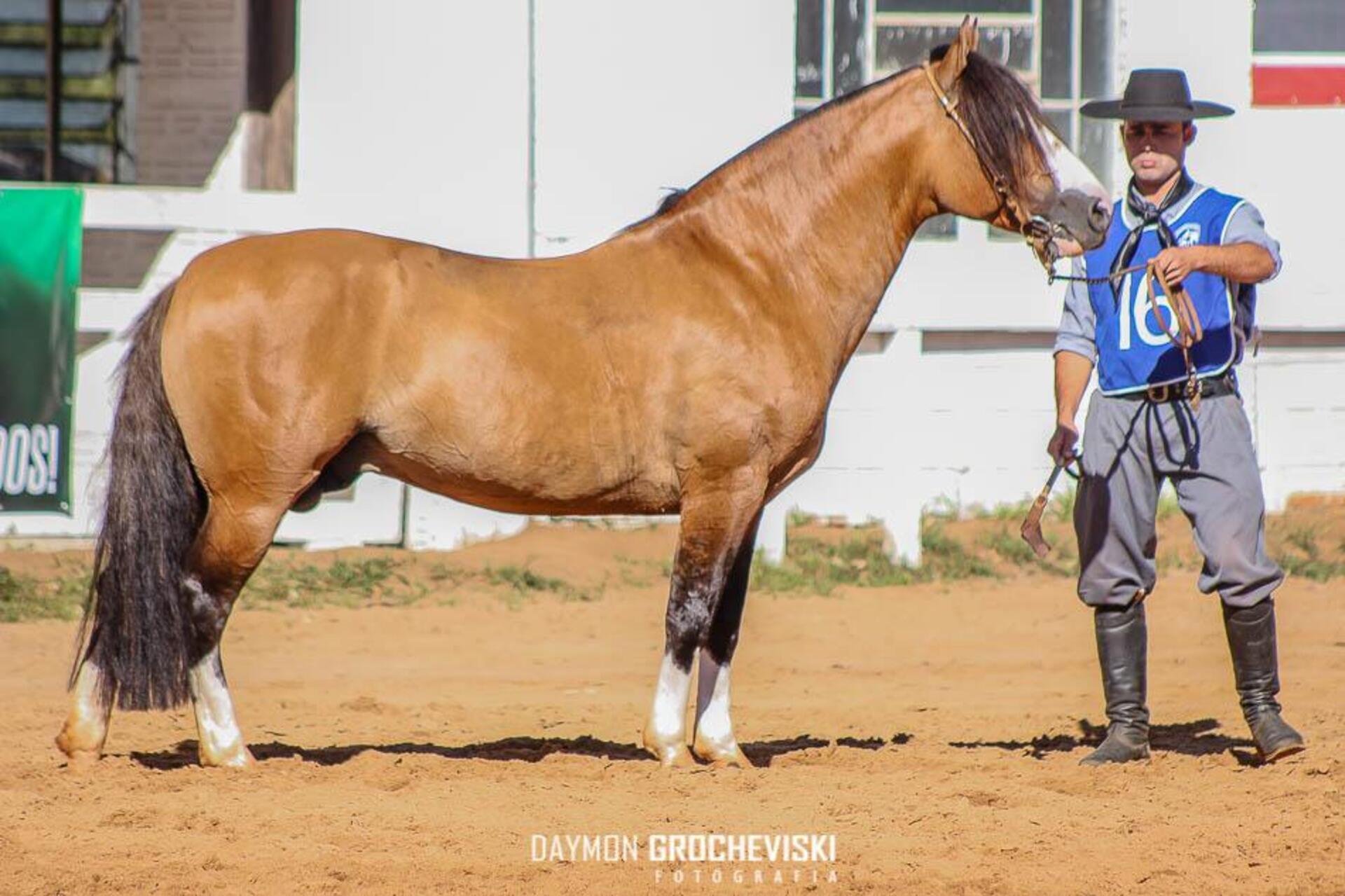4º Melhor Macho e Campeão Cavalo Adulto, Majestoso do Fundo.