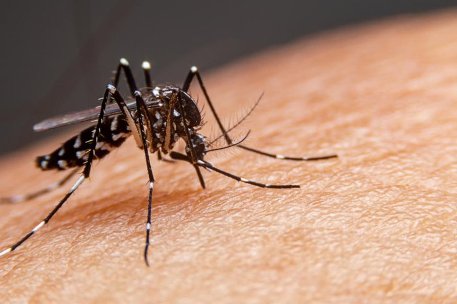 Mosquito transmissor da dengue é menor do que os pernilongos comuns.