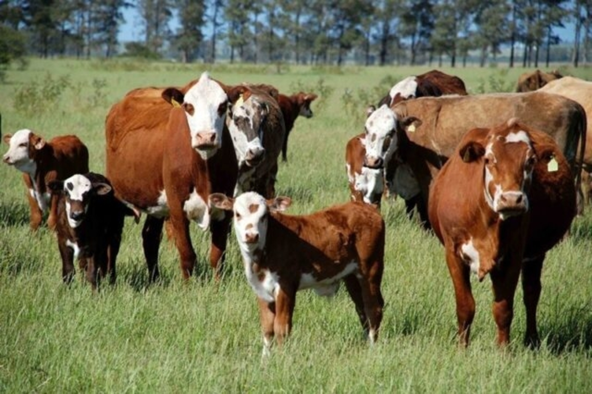 A Secretaria da Agricultura, Pecuária, Produção Sustentável e Irrigação (Seapi) espera receber 380 mil declarações