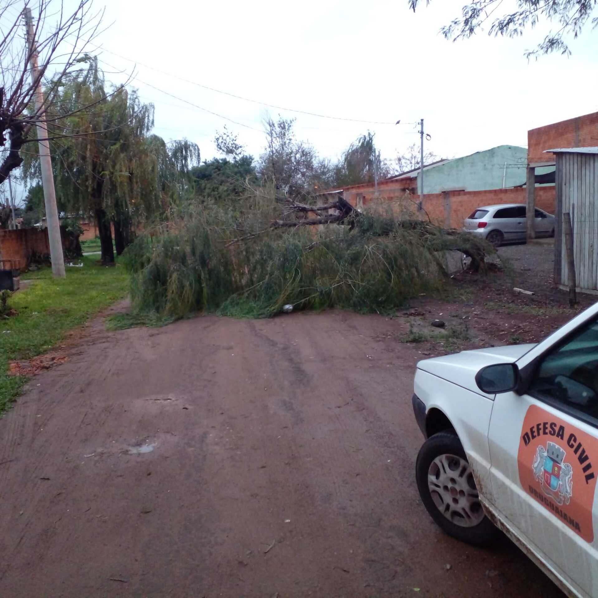 A única consequência das chuvas no município foi a queda de uma árvore no bairro Cabo Luis Quevedo.