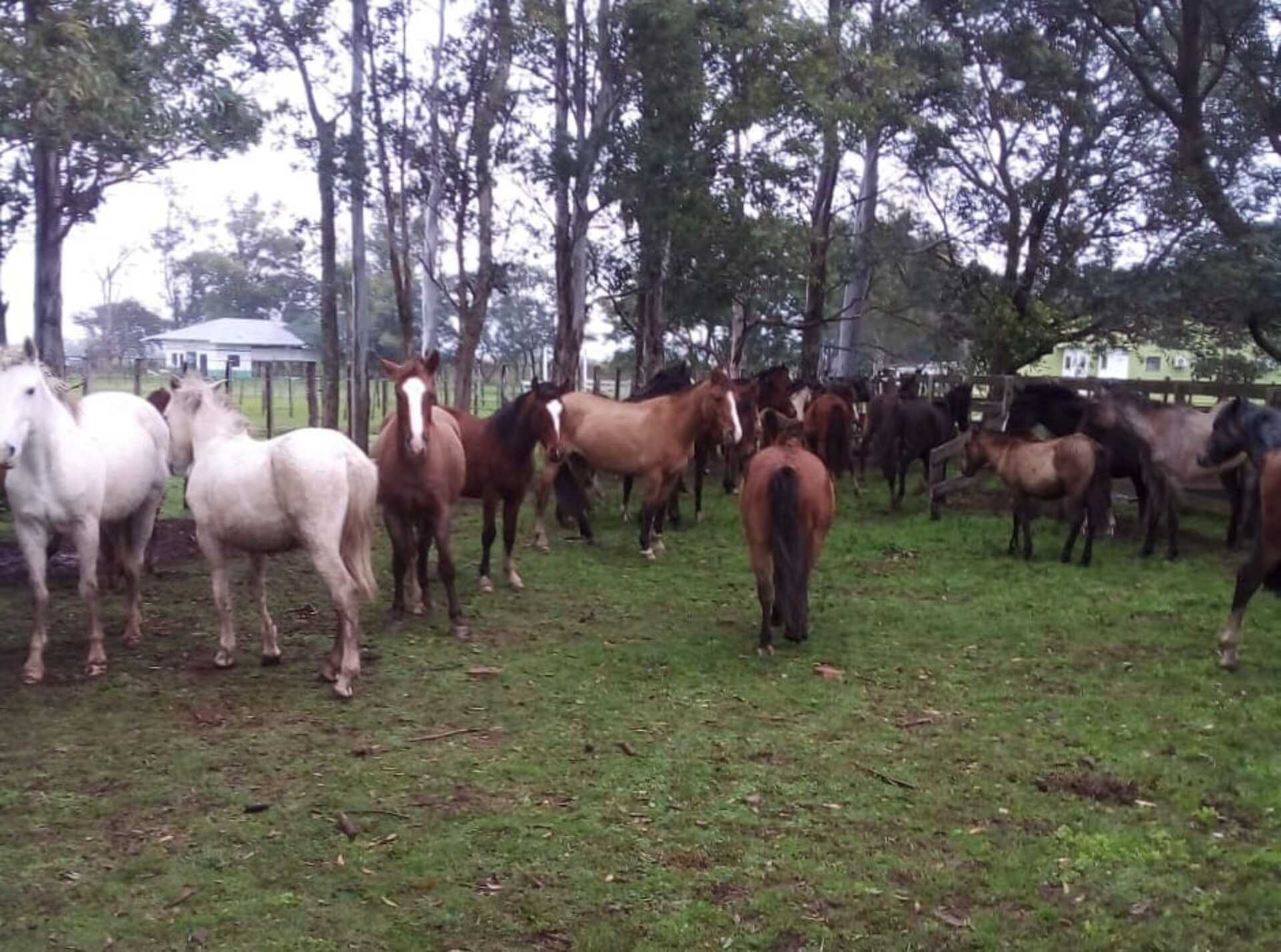 O chip é um dispositivo minúsculo, colocado sob a pele do animal, com todos os dados que identificam o tutor e seu endereço