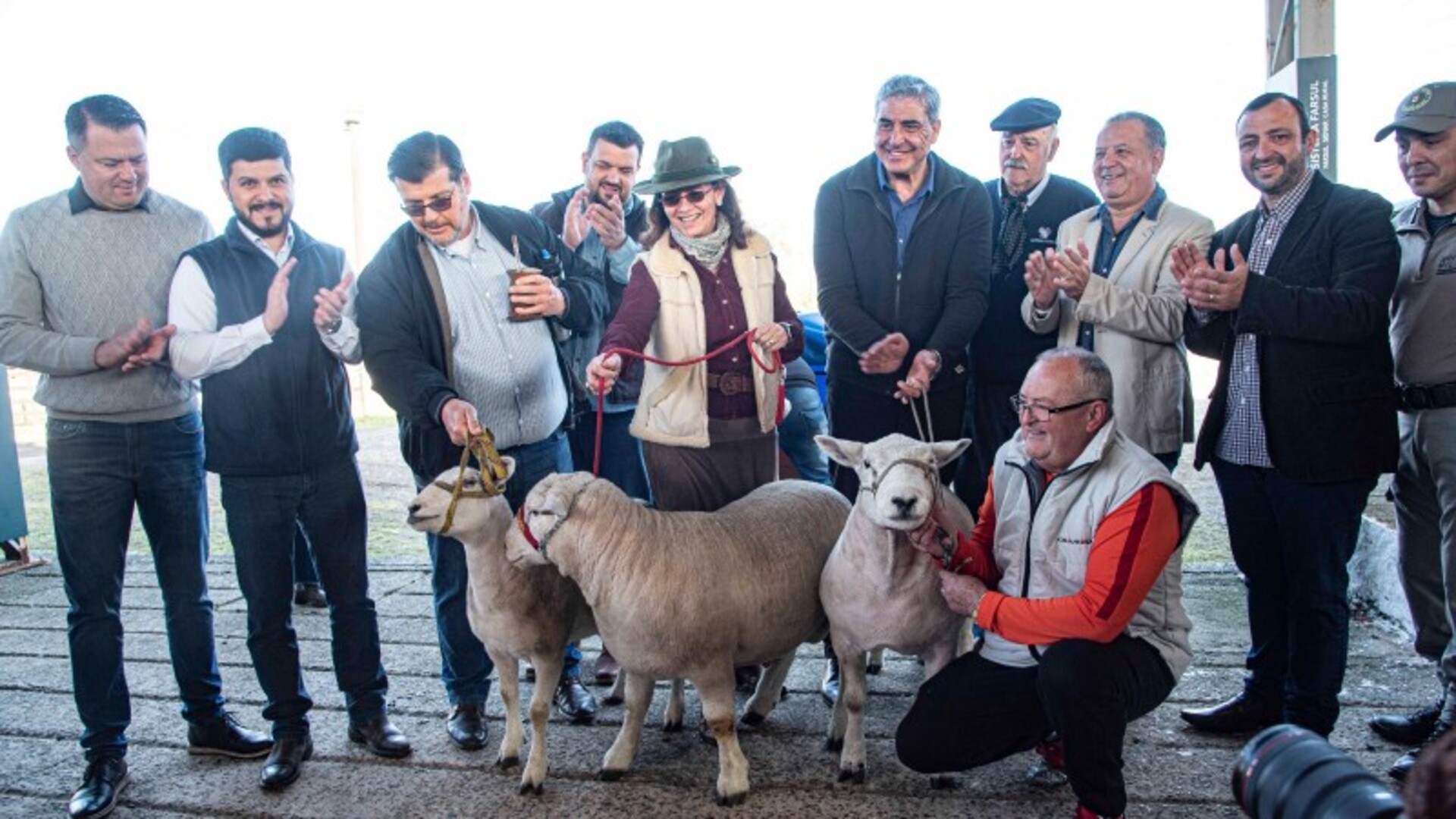 Três ovinos da raça Texel foram os primeiros a pisar a adentrar o Parque Assis Brasil.