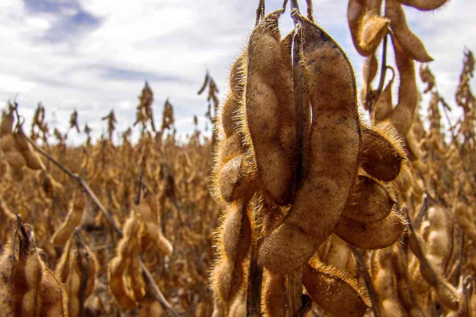 Com alta de 94,3% no valor comercializado, a soja em grão foi a principal responsável pelo aumento nas vendas do complexo soja.