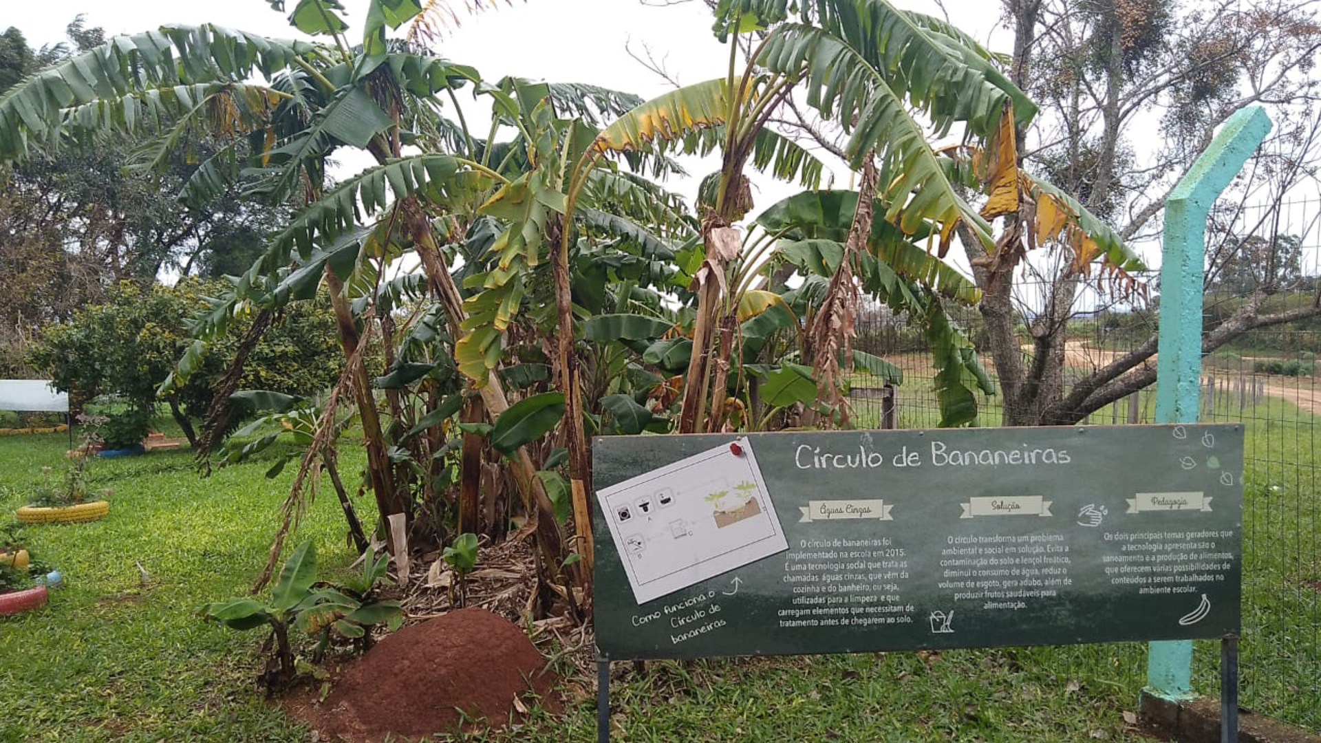 Circulo de bananeiras