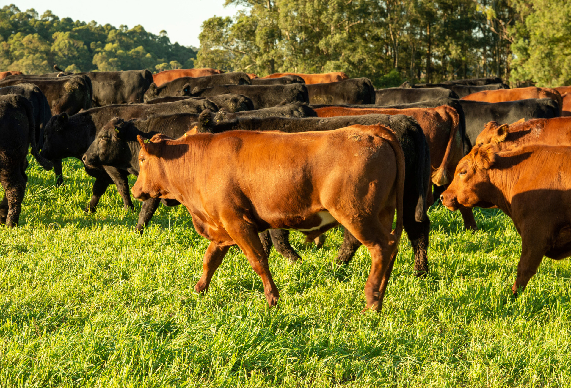 Instituto Desenvolve Pecuária levará para a feira representante do Instituto Nacional da Carne do Uruguai