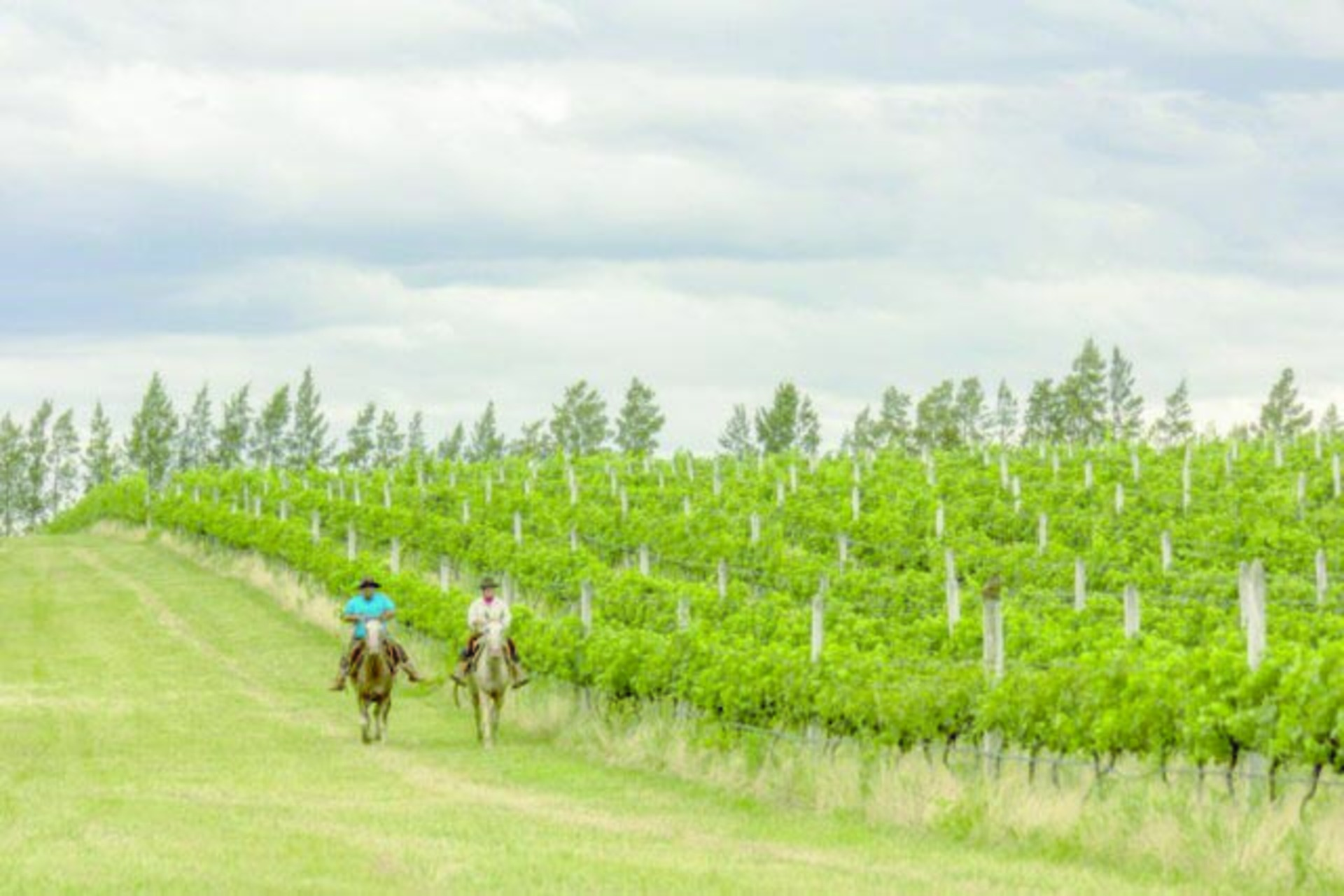 As vinícolas que marcarão presença no estande da associação na Wine Sotuh America são: Bodega Sossego (Uruguaiana), Batalha e Peruzzo – ambas de Bagé, Campos de Cima (Itaqui), Pueblo Pampeiro (Santana do Livramento), Dunamis, Guatambu e Vinhos Dom Pedrito (Dom Pedrito).