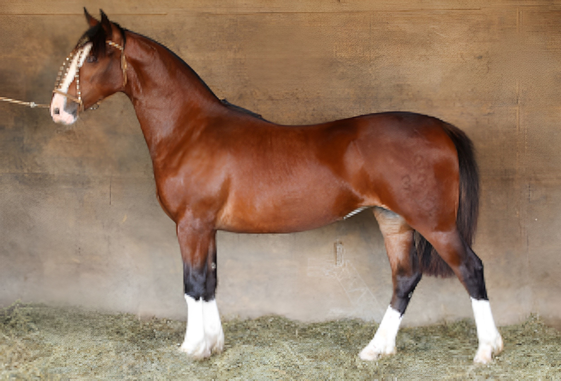 OAB Barro Preto - Potranca tem venda de 50% por R$ 1,35 milhão e bate novo recorde