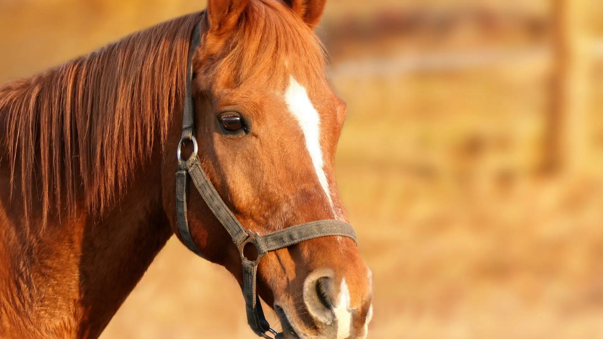 OAB Barro Preto - Uruguaiana recebe alerta de doença equina