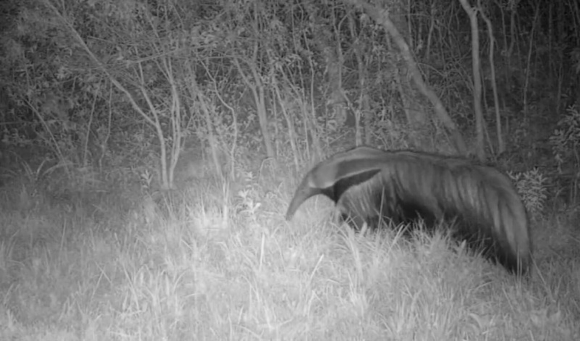 OAB Barro Preto - Espécie de tamanduá considerada extinta é visto no Parque do Espinilho