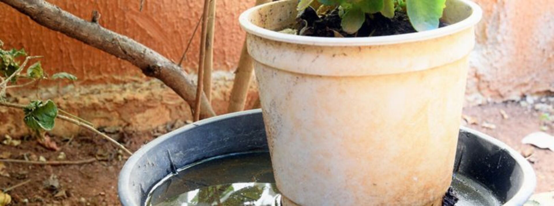 OAB Barro Preto - Criança de 11 anos é confirmada com dengue