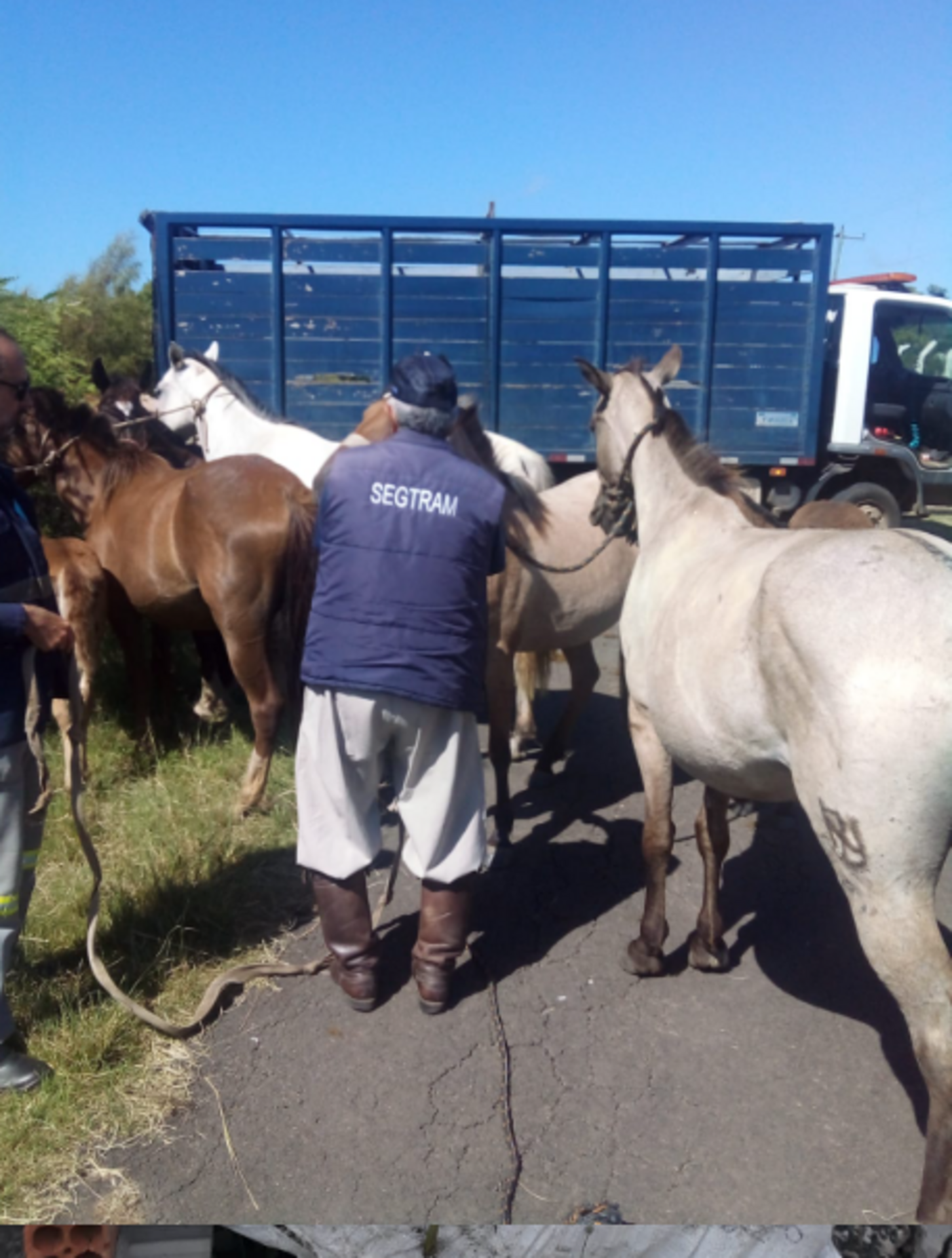 OAB Barro Preto - Sestra atua no recolhimento de animais e combate aos maus tratos