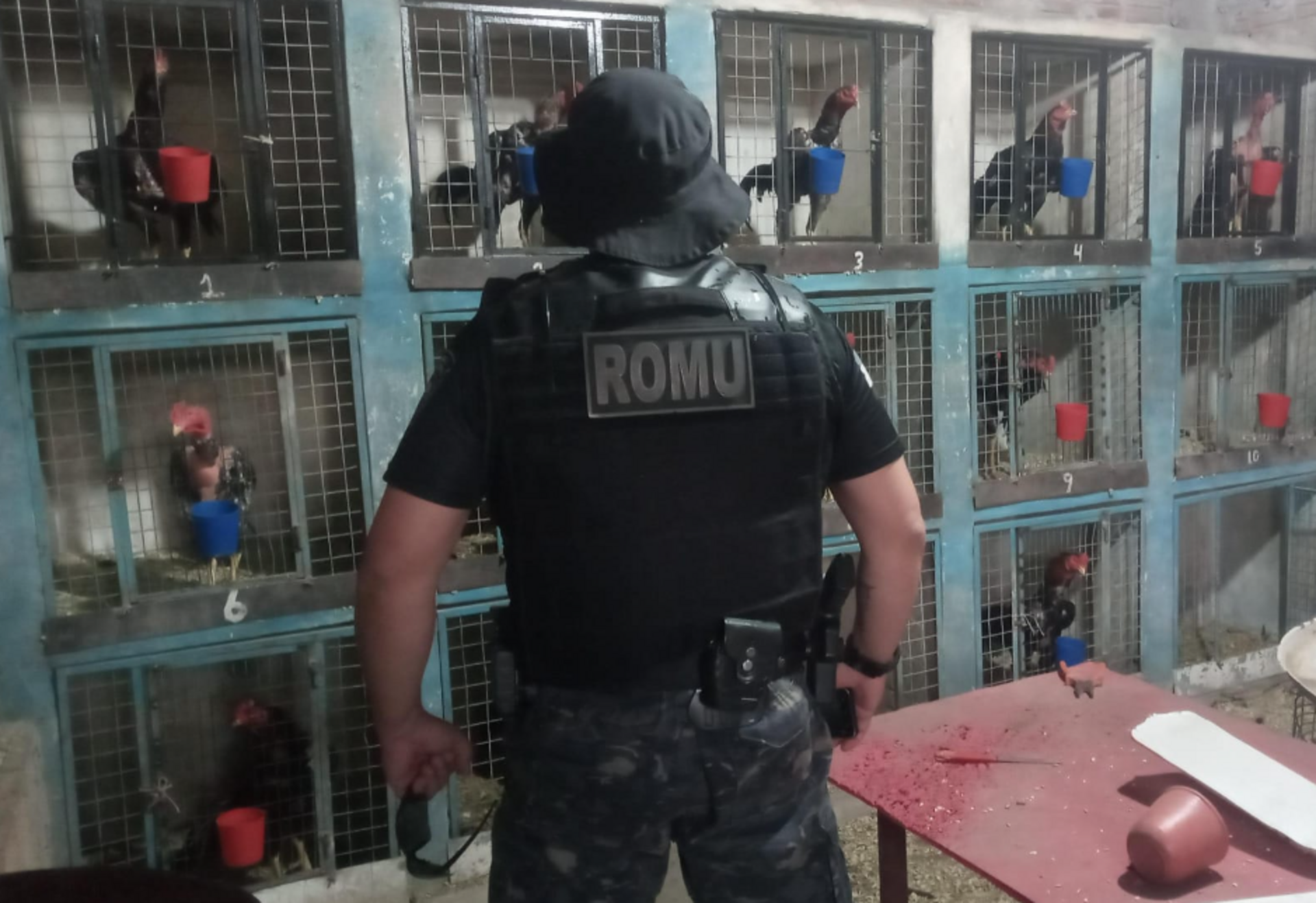 OAB Barro Preto - Criadouro de galos de rinha e arena são descobertos na União das Vilas