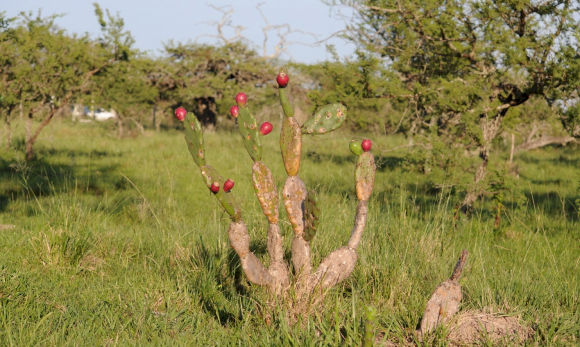 OAB Barro Preto - Cerca de 500 jovens participam de provão neste domingo