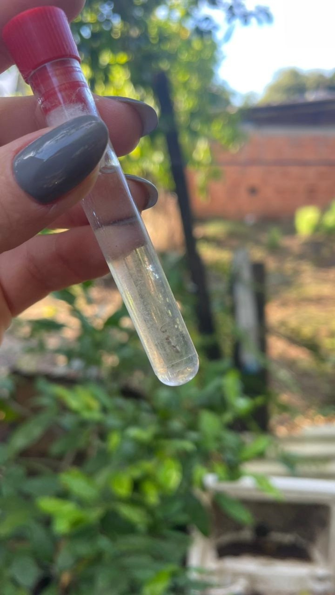 OAB Barro Preto - Uruguaiana fica fora da lista das cidades que receberão vacinas contra a dengue