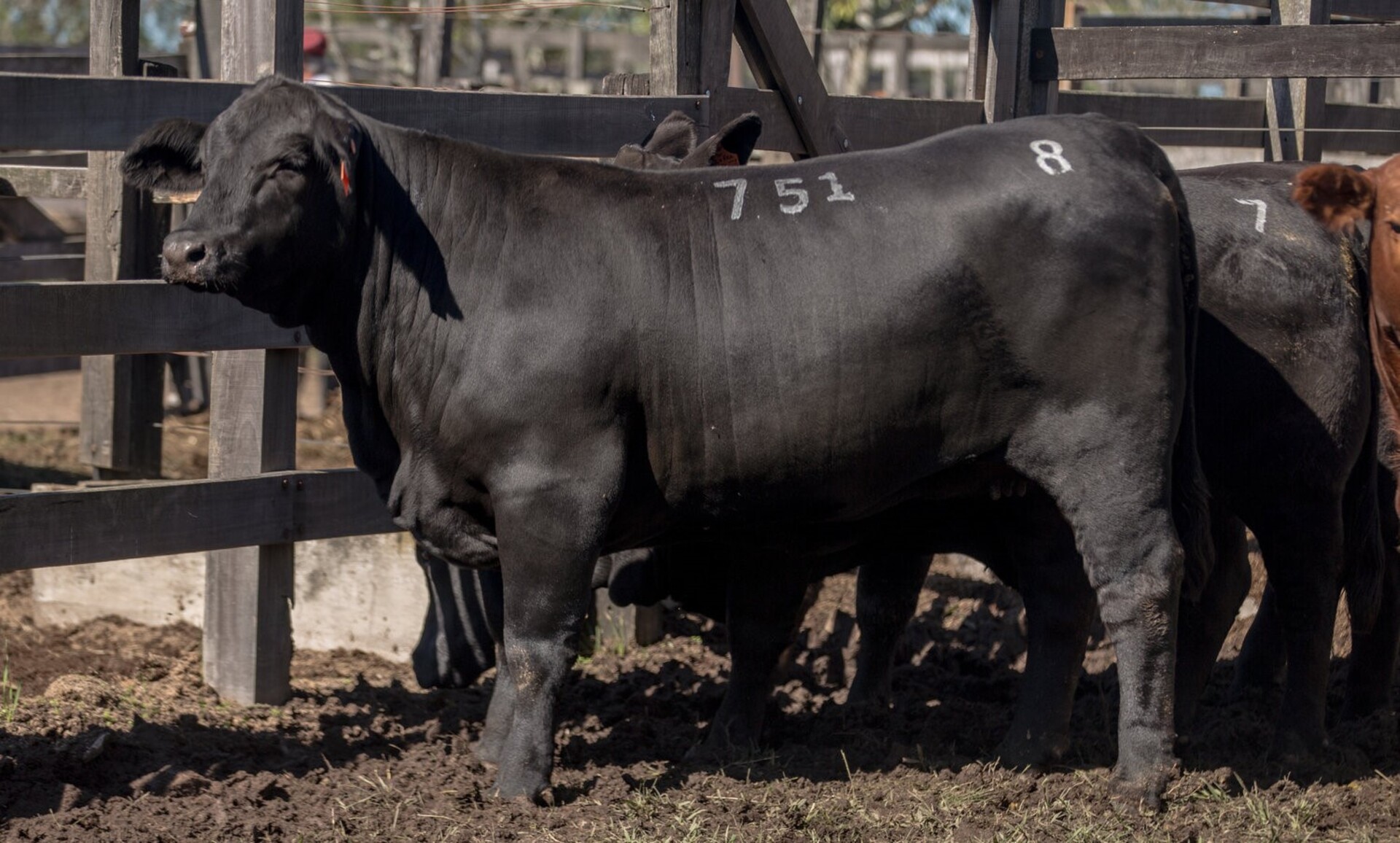 OAB Barro Preto - Brangus realizará leilão em benefício às famílias atingidas pelas cheias