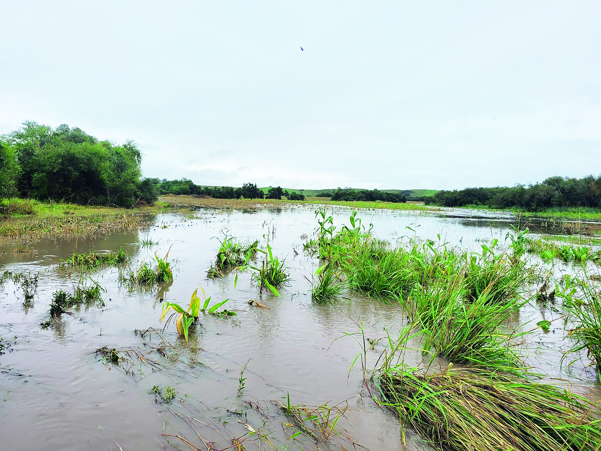 OAB Barro Preto - Produtores podem renegociar crédito rural