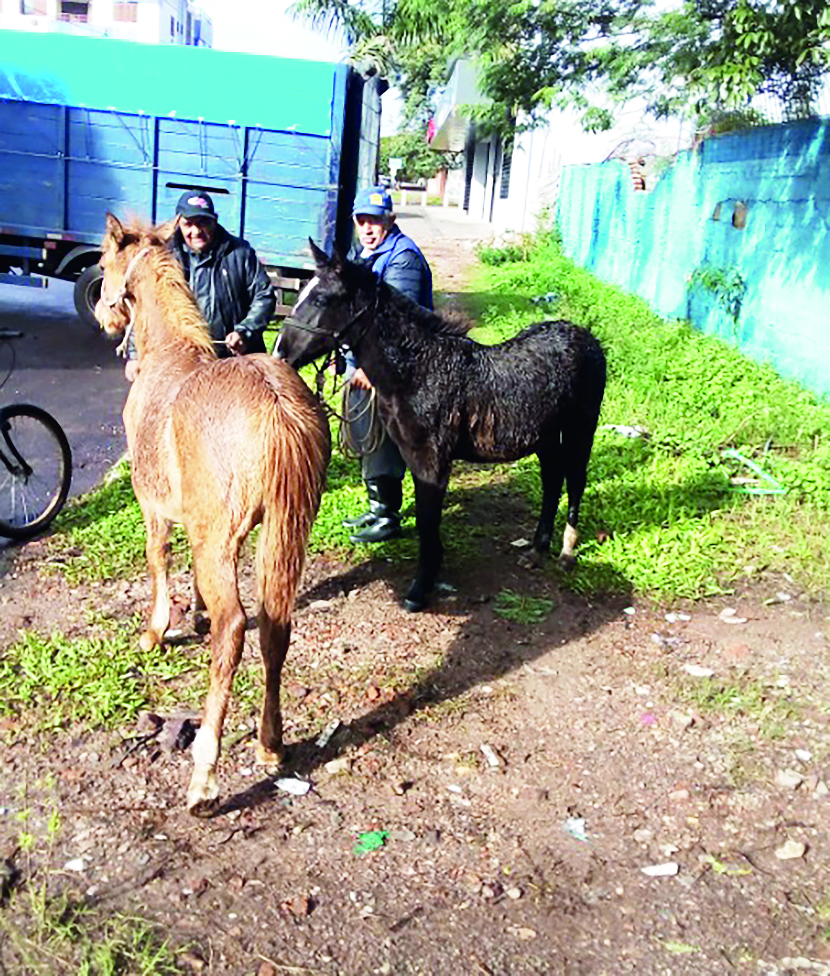 OAB Barro Preto - Cavalos soltos