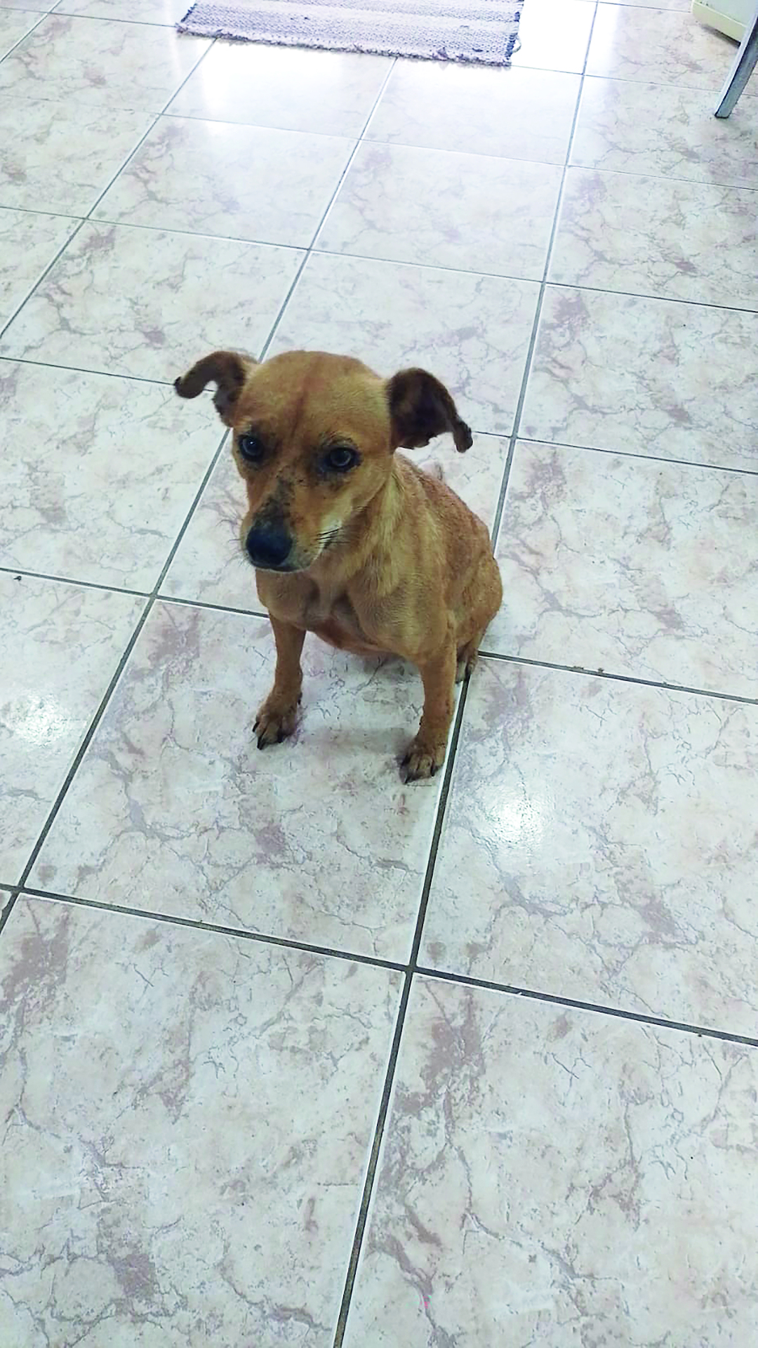 OAB Barro Preto - Em busca de um lar