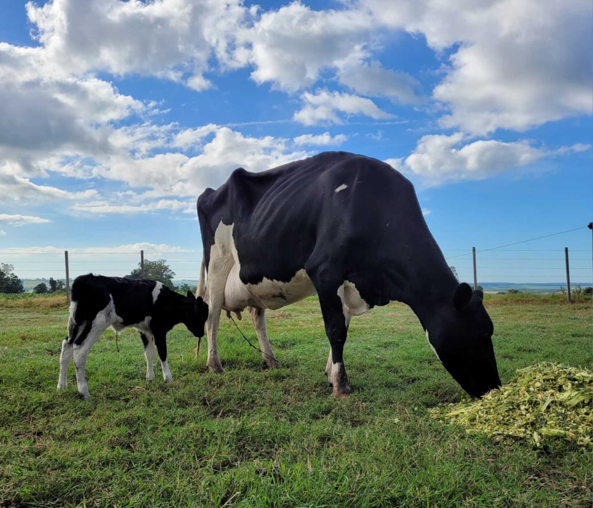 OAB Barro Preto - Dirigente alerta para desiquilíbrio na cadeia do leite