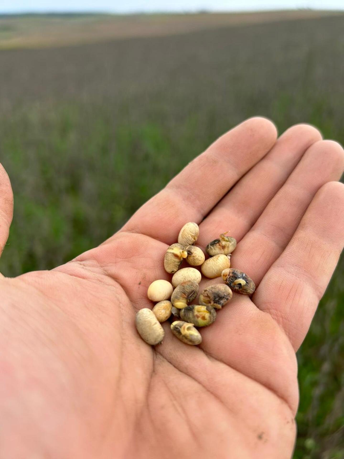 OAB Barro Preto - Gedeão Pereira alerta para quebra muito grande na safra