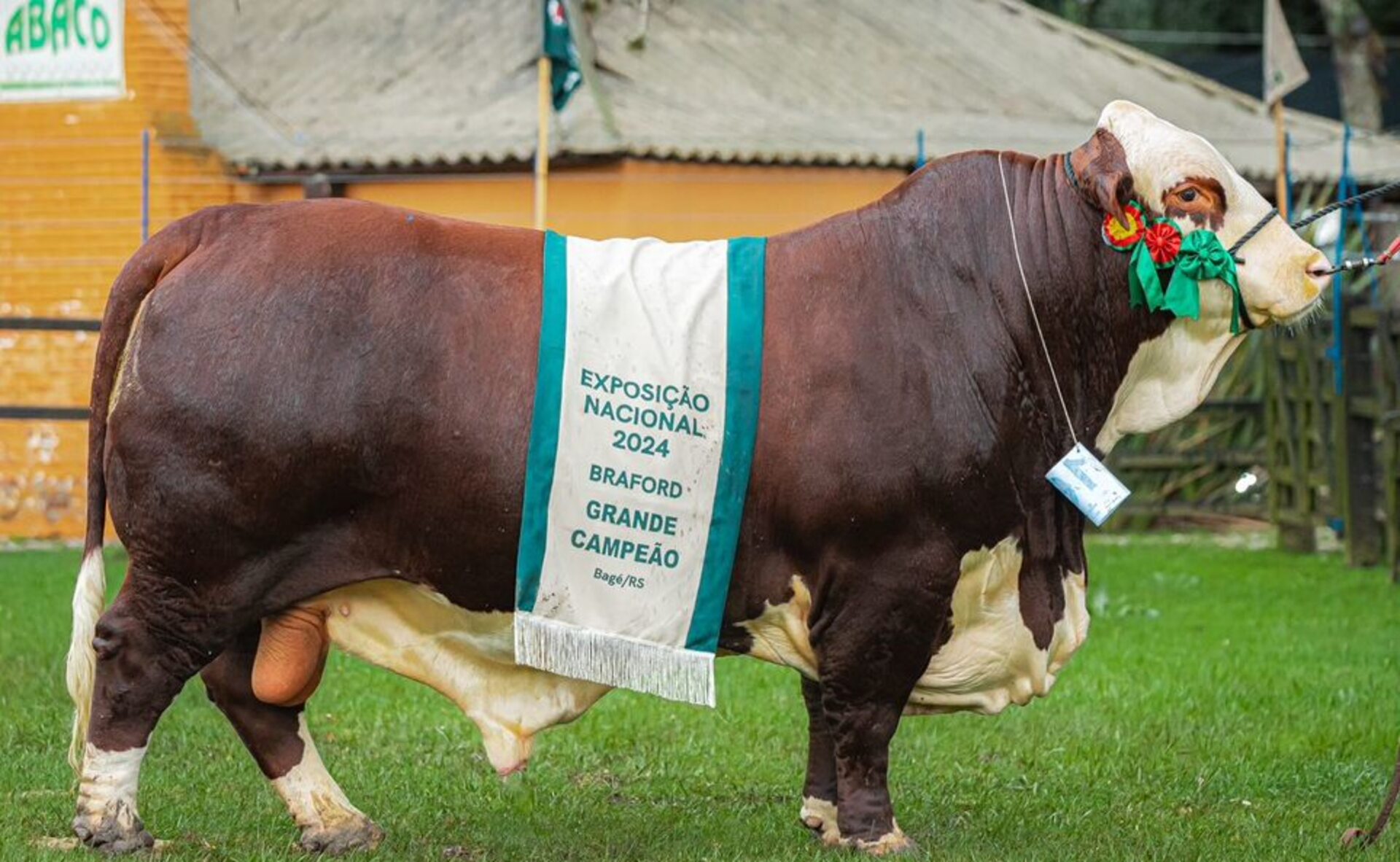 OAB Barro Preto - Exposição nacional aponta campeões da raça Braford