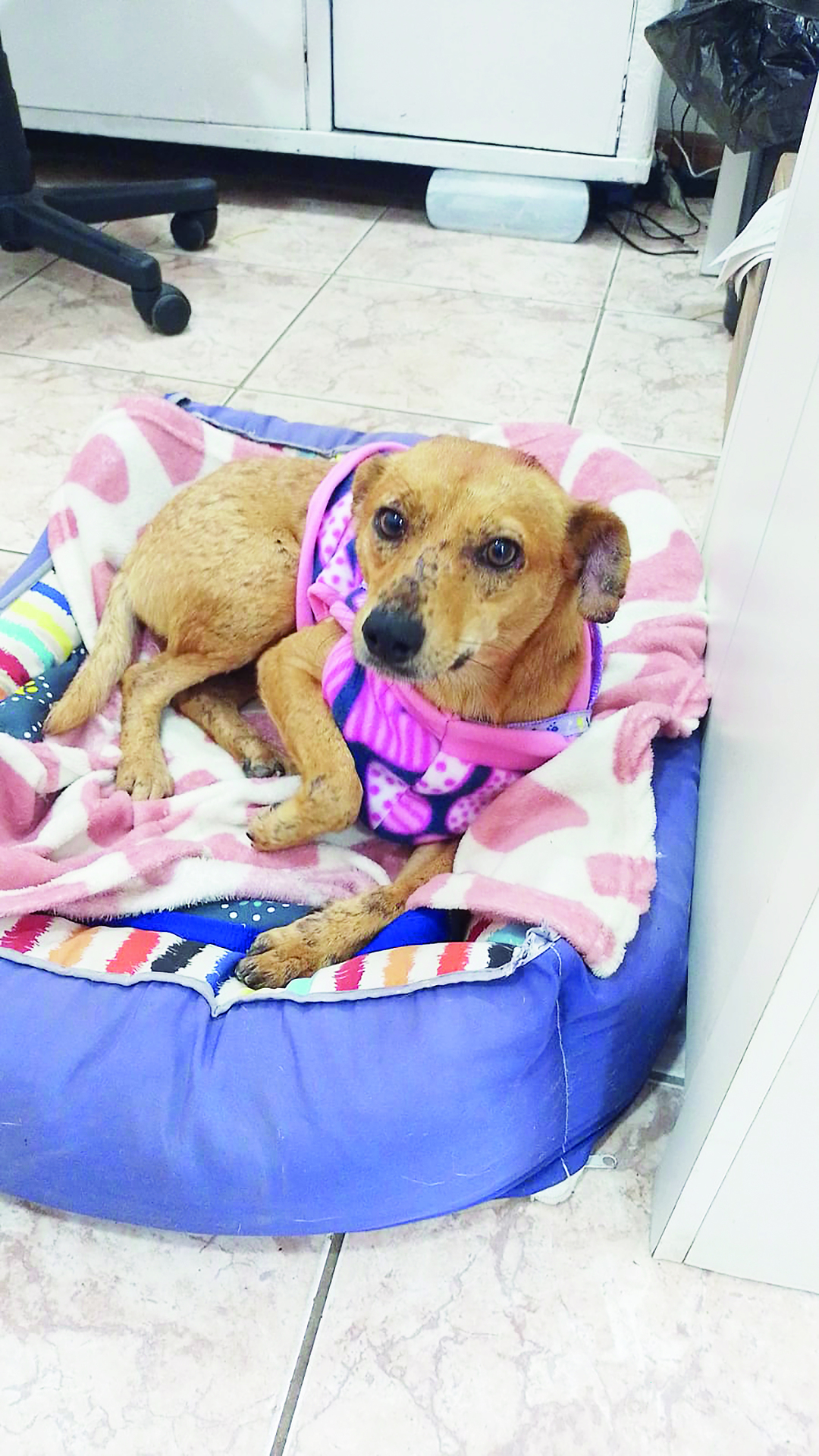 OAB Barro Preto - Em busca de um lar