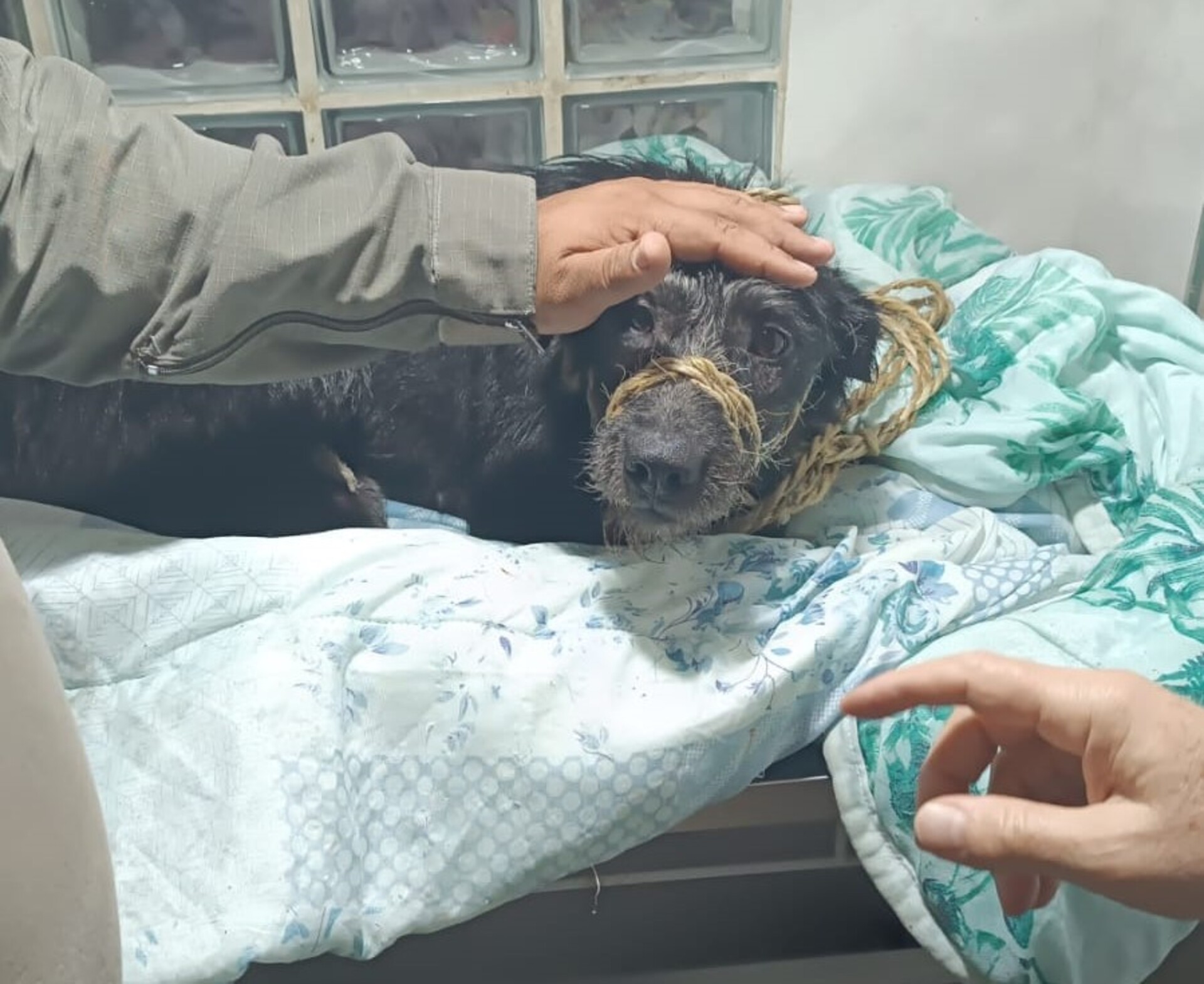 OAB Barro Preto - BM e Bombeiros resgatam cão ferido