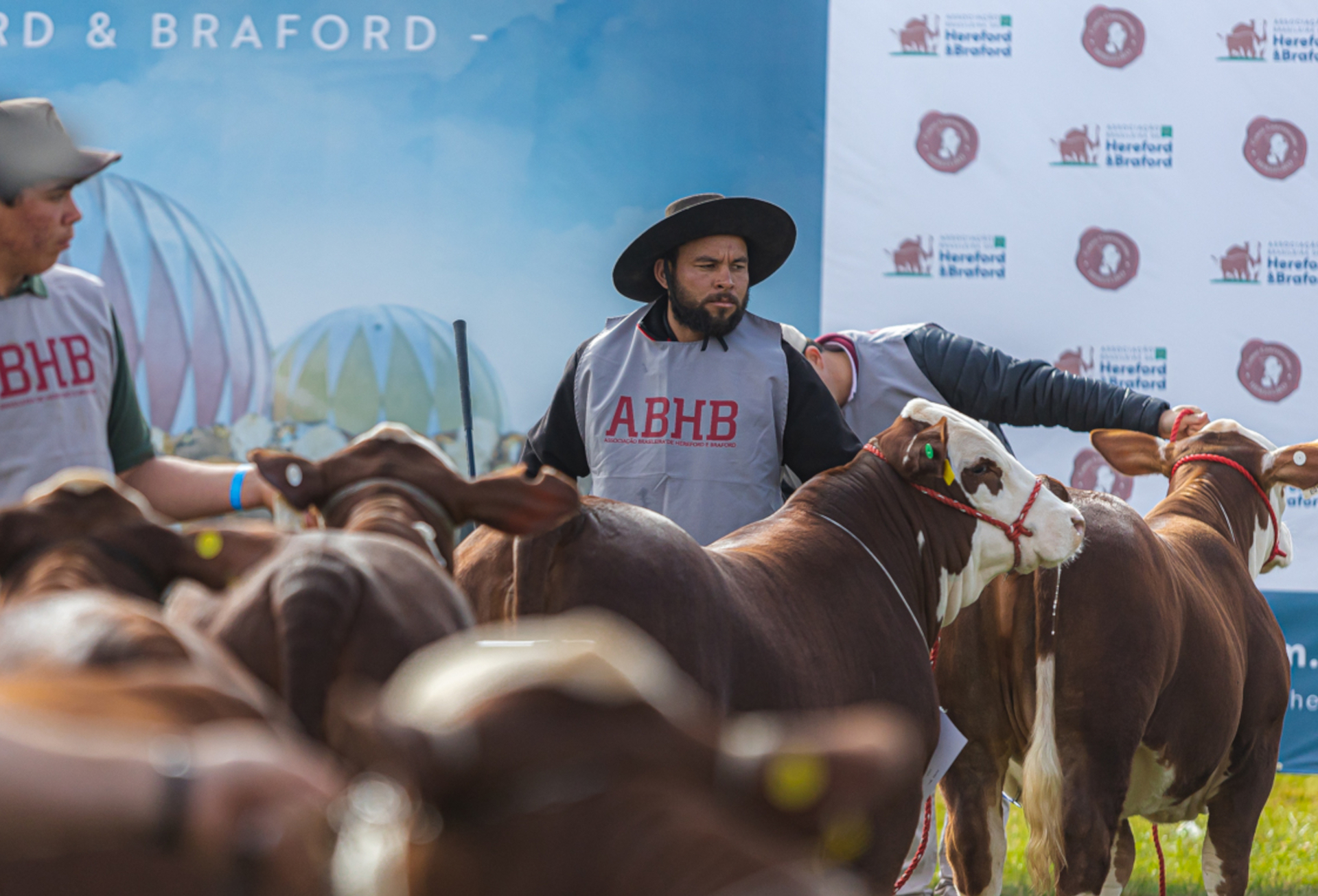 OAB Barro Preto - Mundial Braford reunirá pecuaristas de vários países