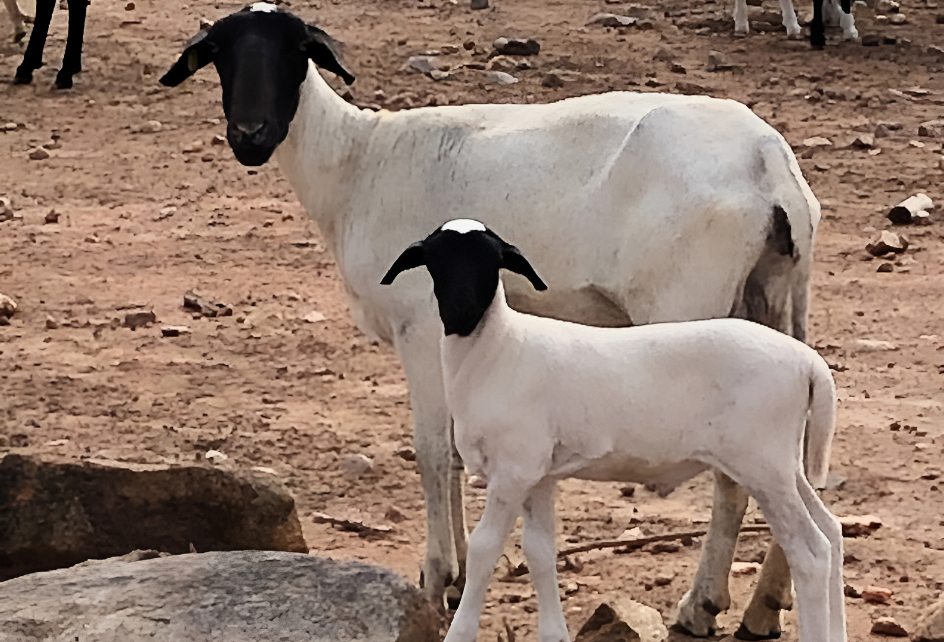 OAB Barro Preto - Ovinos adaptados ao semiárido nordestino são classificados como raça