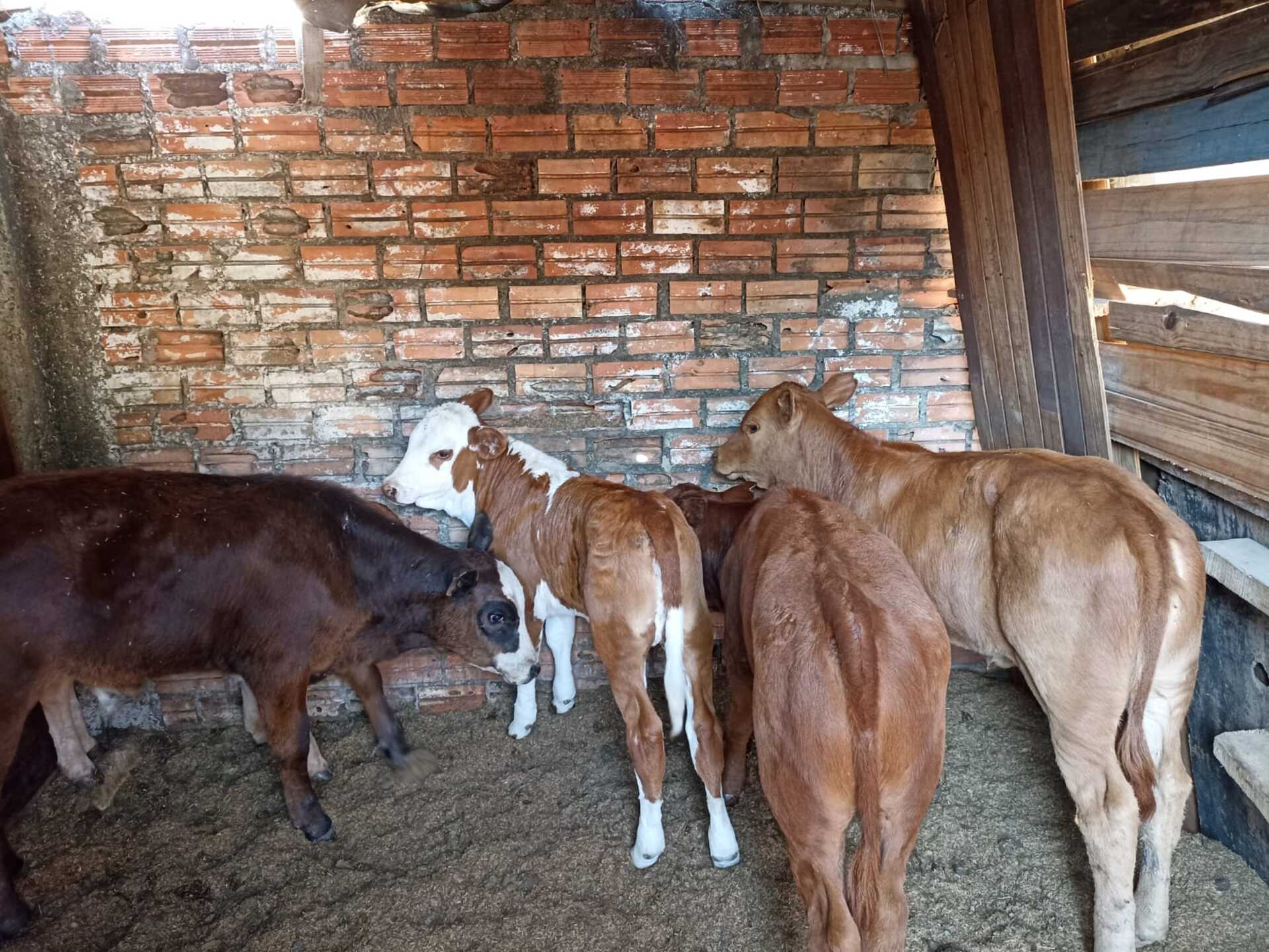 OAB Barro Preto - Suspeito de integrar grupo de abigeatários é preso