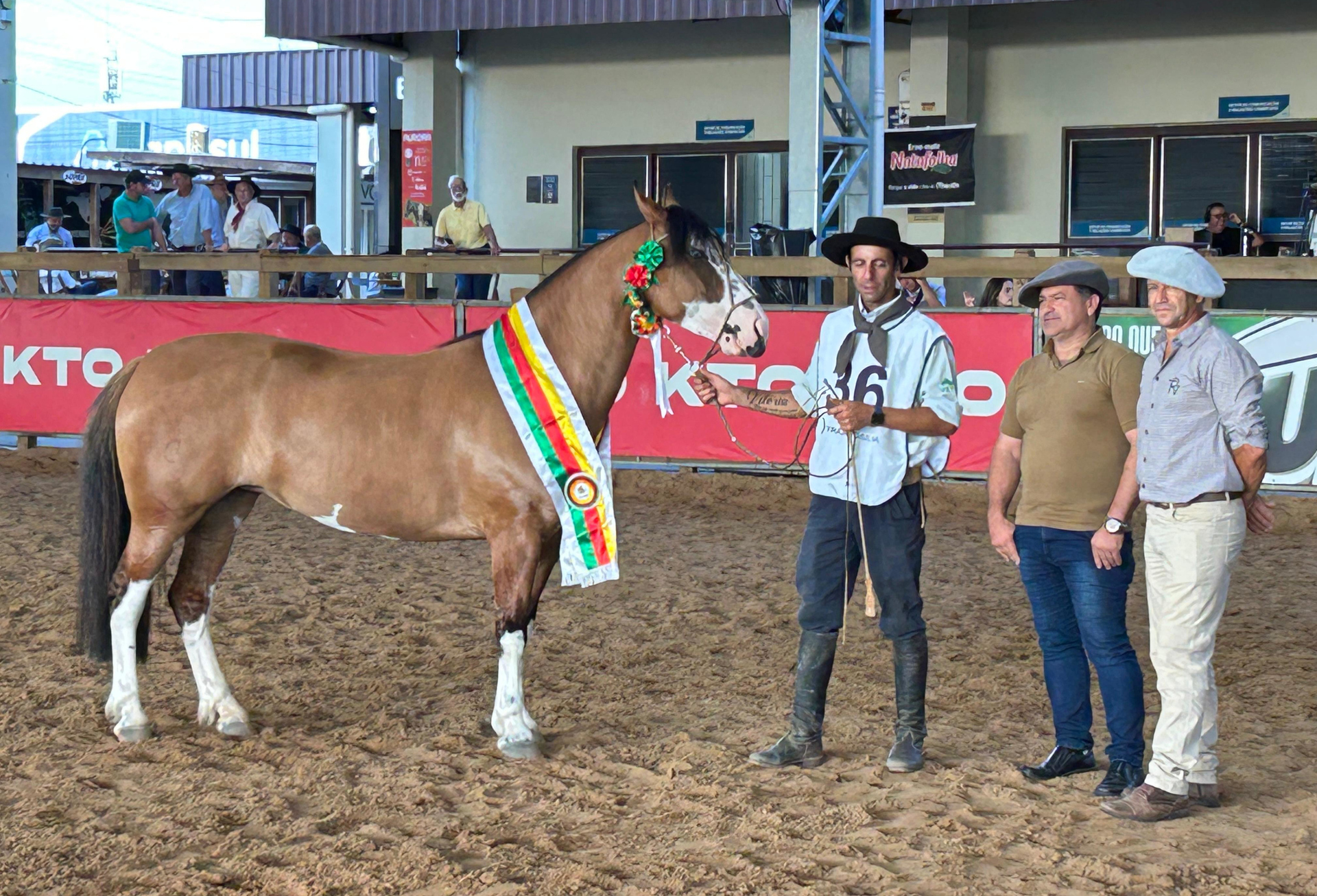 OAB Barro Preto - Égua bragada de criatório catarinense é escolhida Melhor Exemplar da Raça