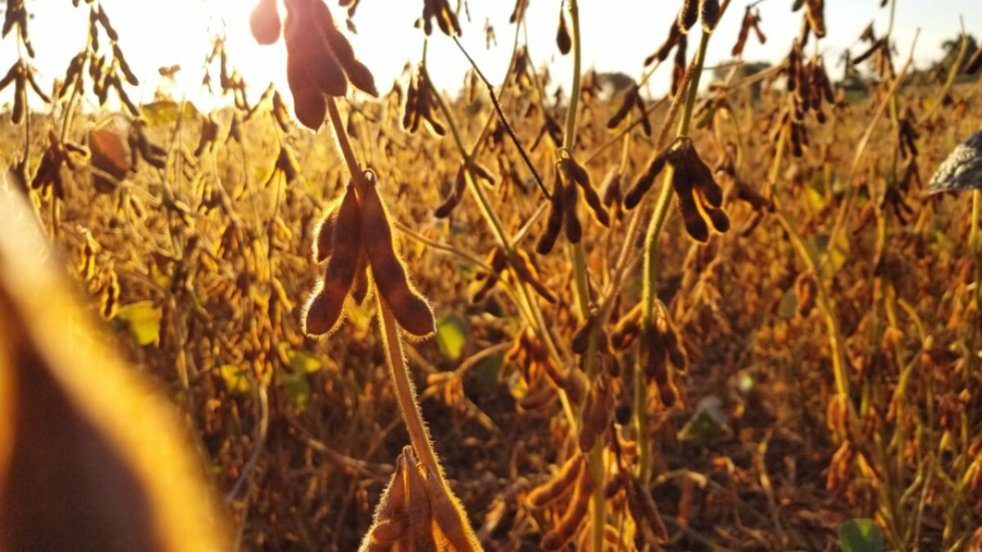 OAB Barro Preto - Seca Agrava situação das lavouras e impacta produção na Fronteira Oeste