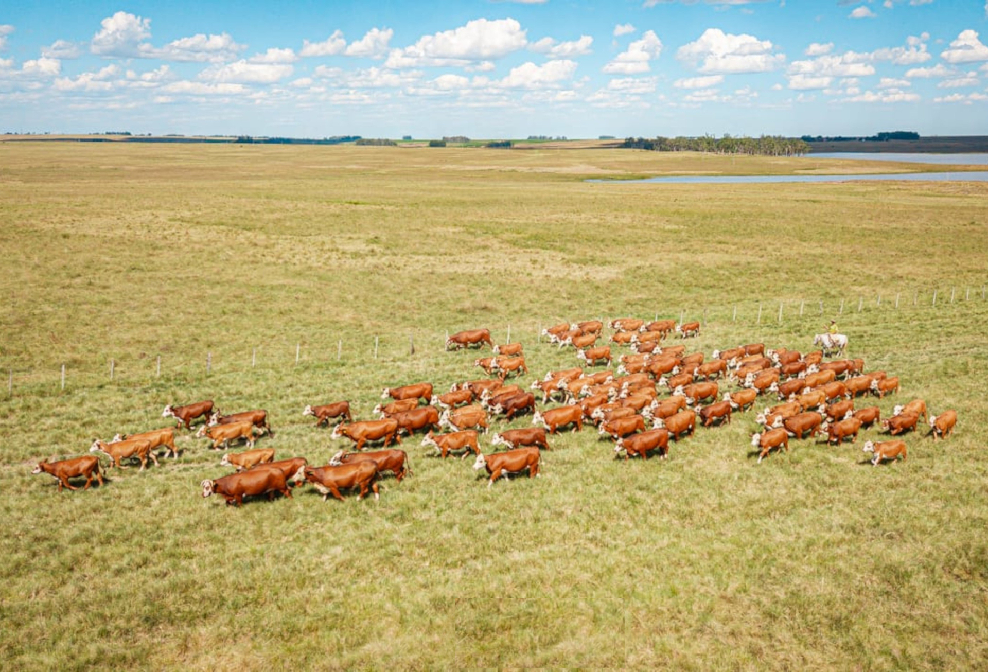 OAB Barro Preto - Estância do Sossego integra programação de Congresso Mundial Braford