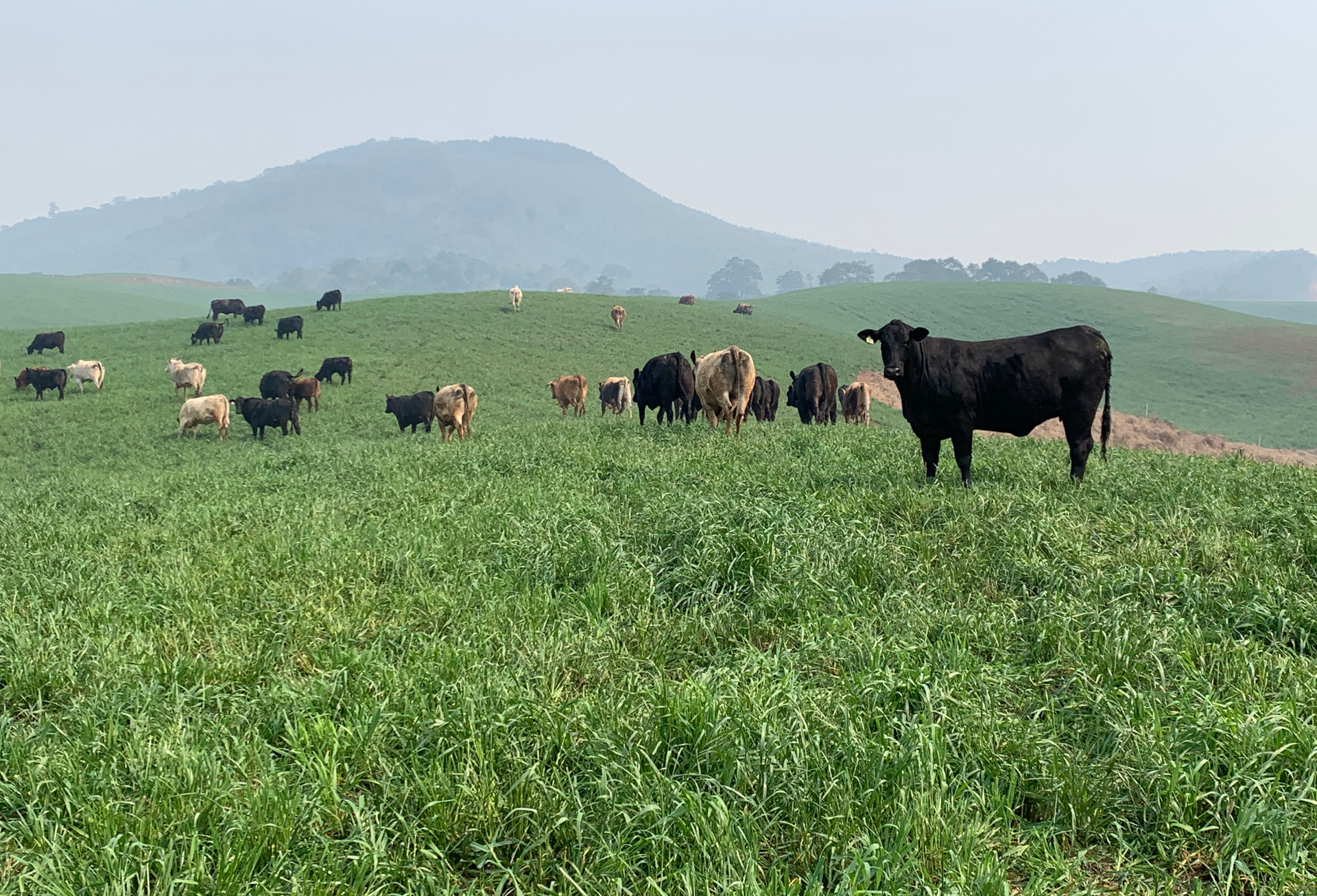OAB Barro Preto - Legislação sobre carbono abre caminho para protagonismo do agro