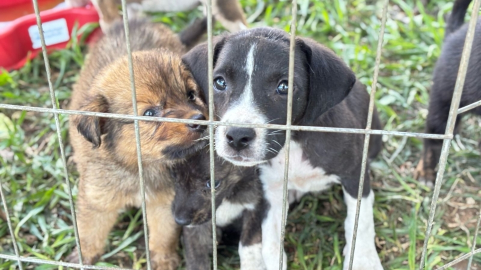 OAB Barro Preto - Todos os cães foram adotados