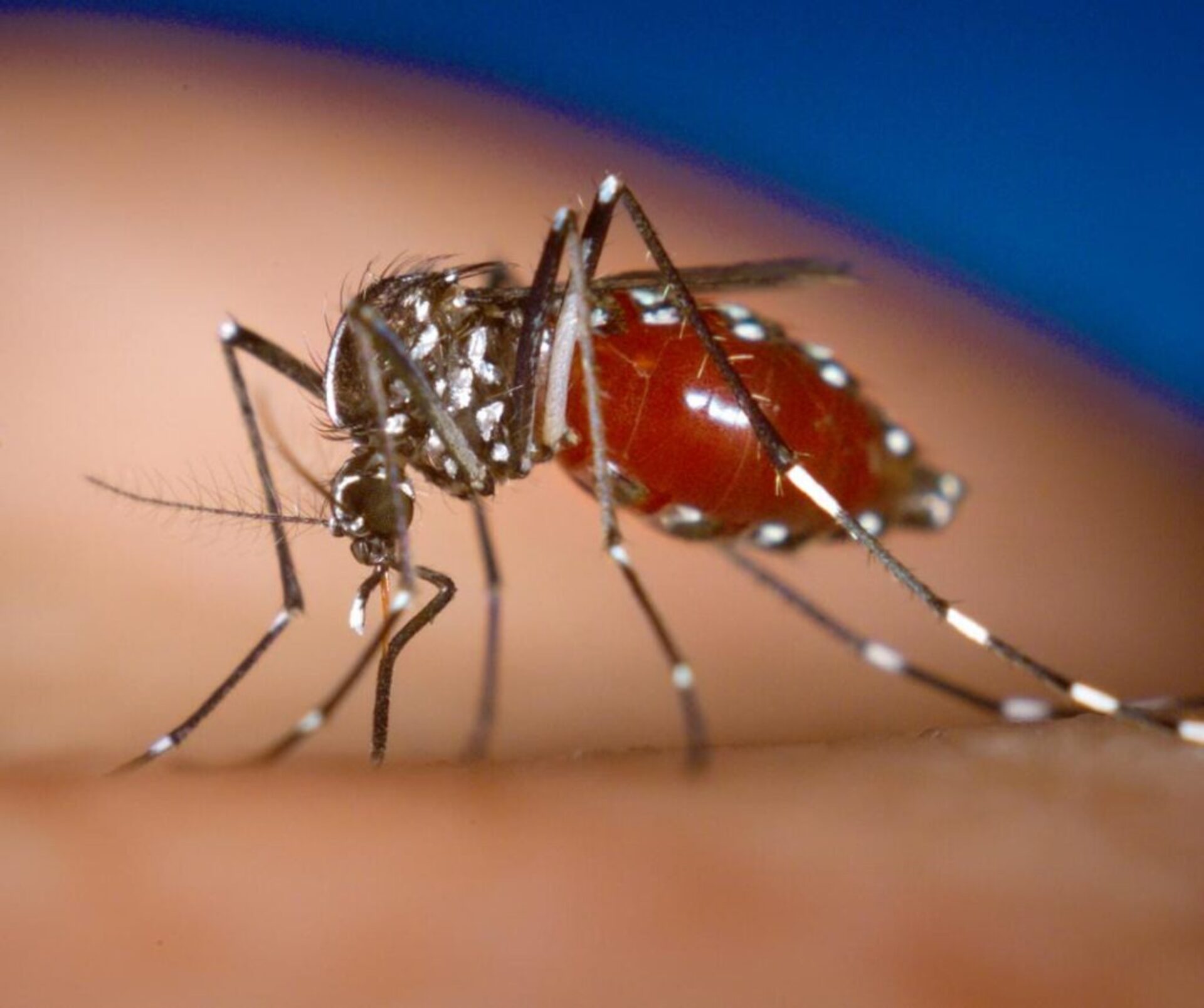 OAB Barro Preto - Infestação do Aedes aegypti coloca Uruguaiana em estado de alerta