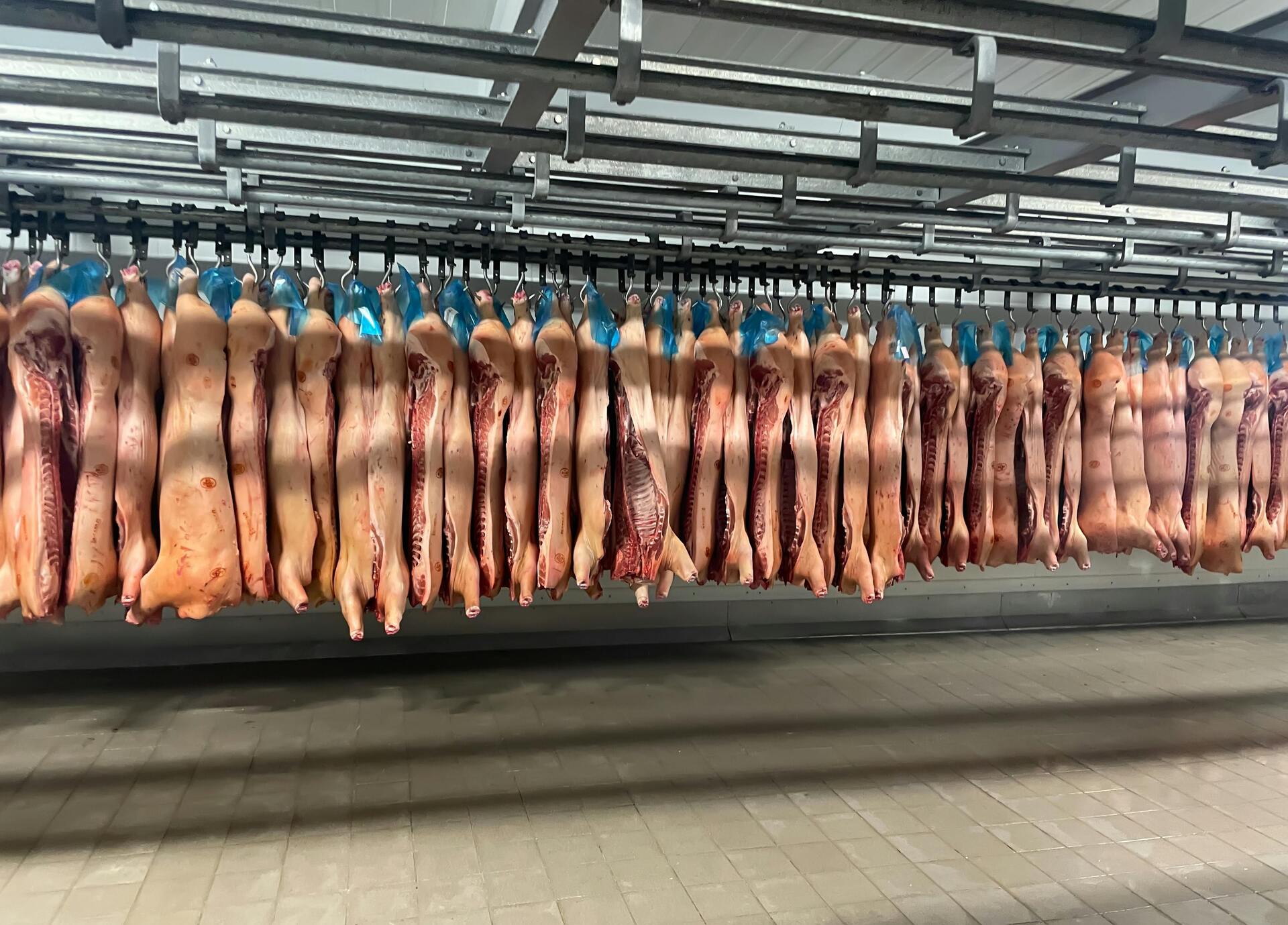 OAB Barro Preto - Exportações de carne suína cresceram 26,6% em março