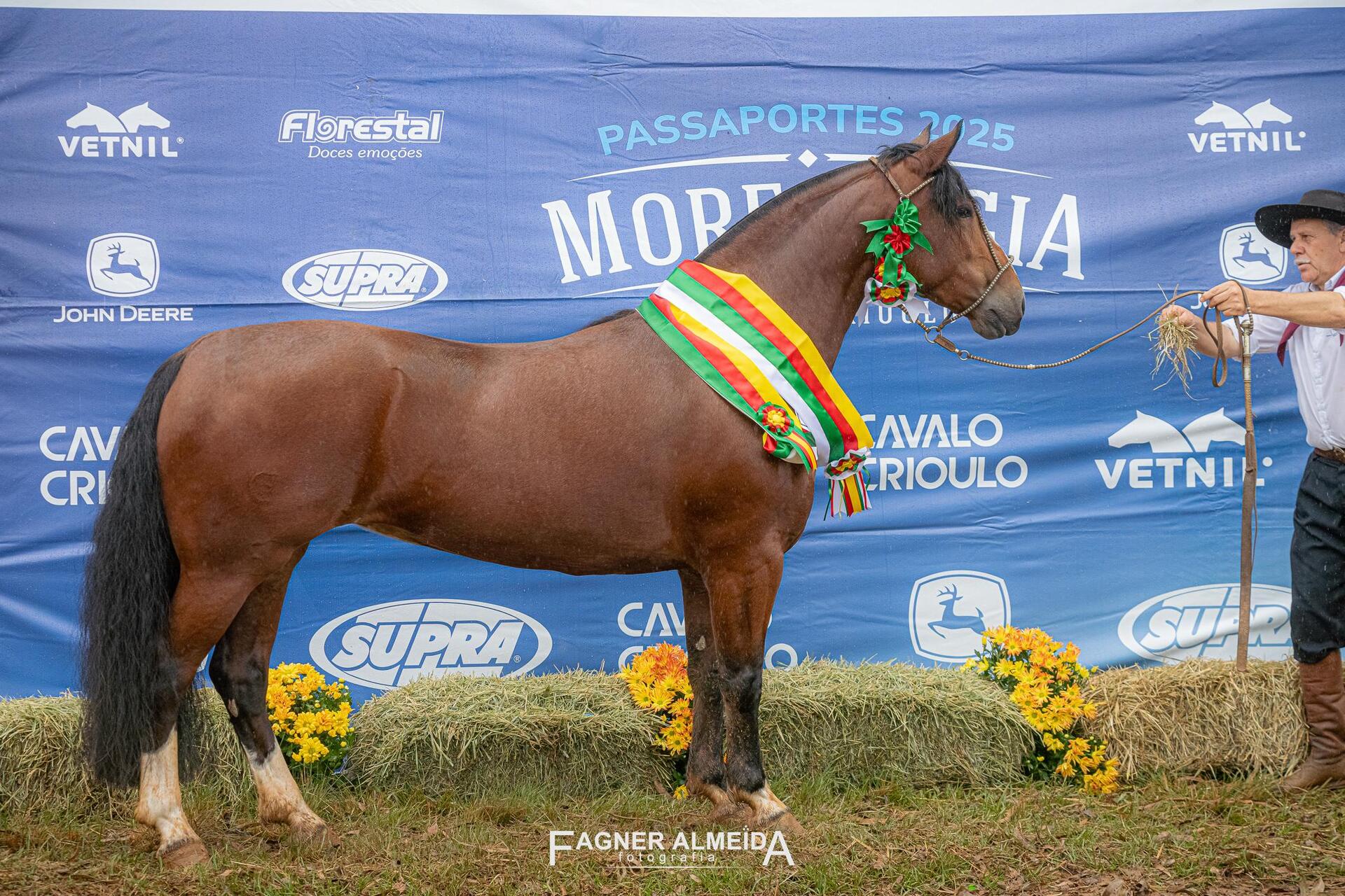 OAB Barro Preto - Égua de Guarapuava leva o grande campeonato e melhor exemplar da raça Crioula